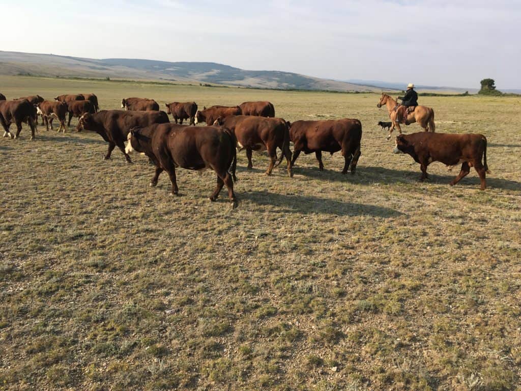 Moving bulls on a Wyoming ranch