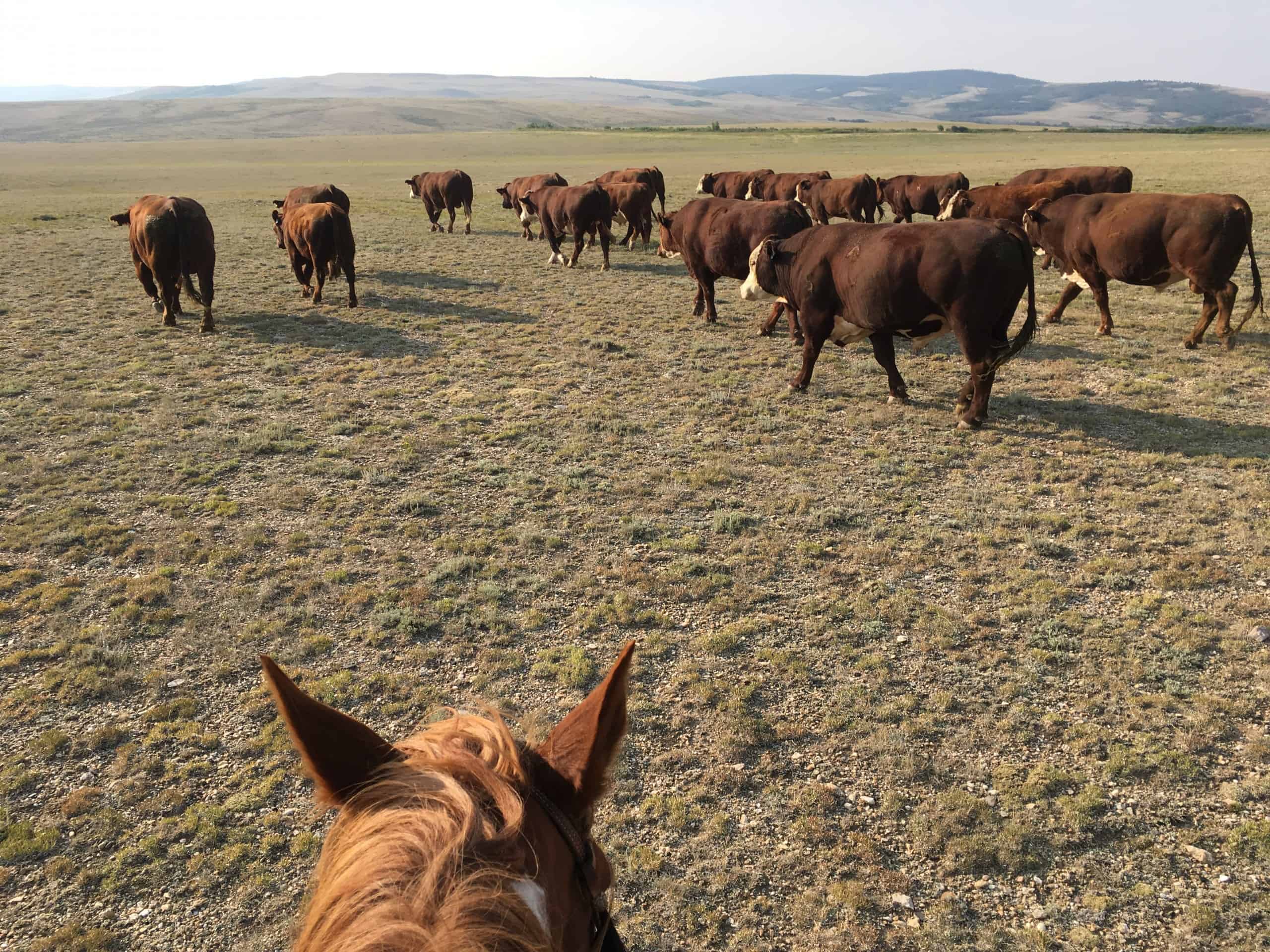 Moving bulls on a Wyoming ranch