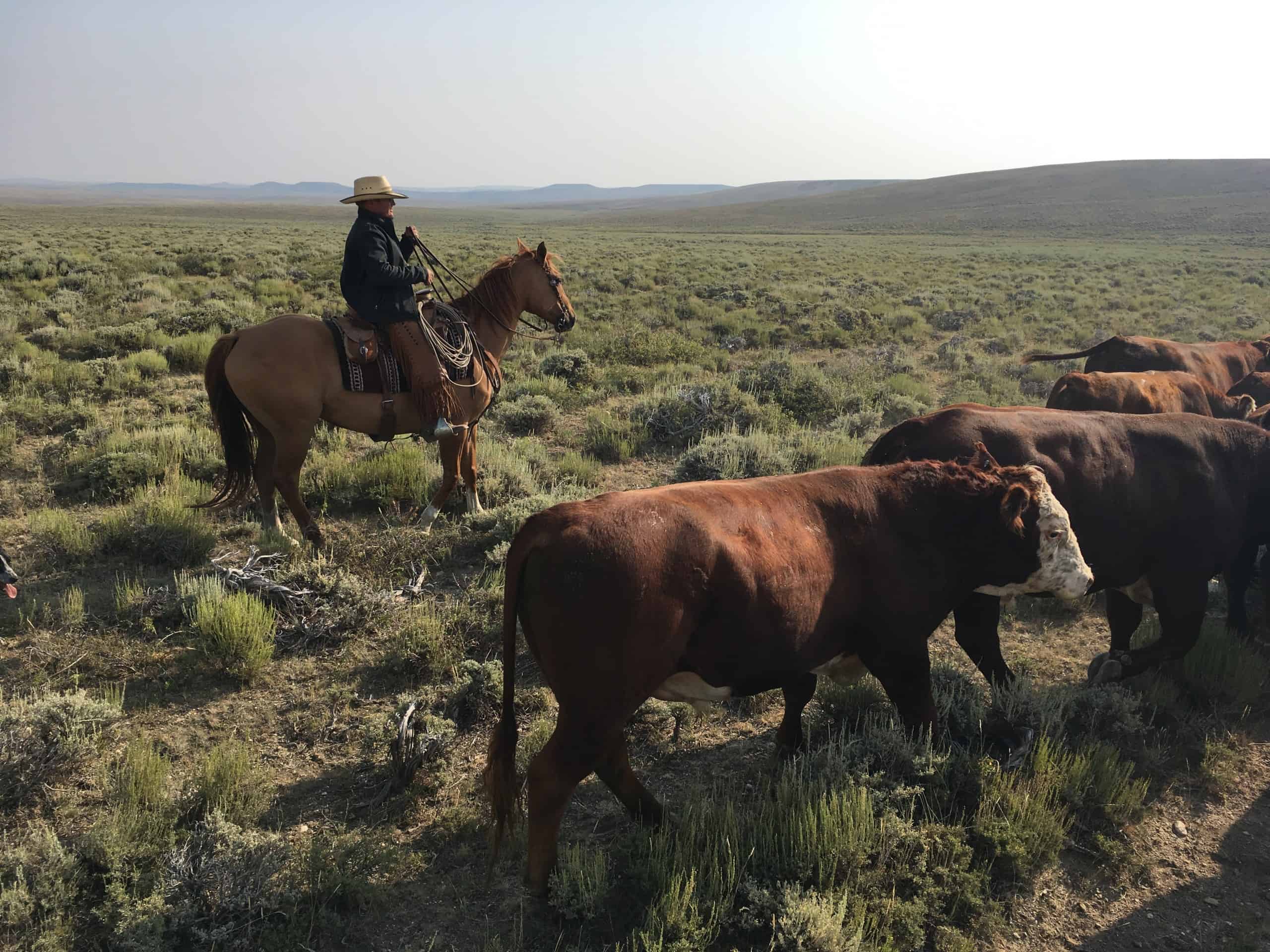 Moving bulls on a Wyoming ranch