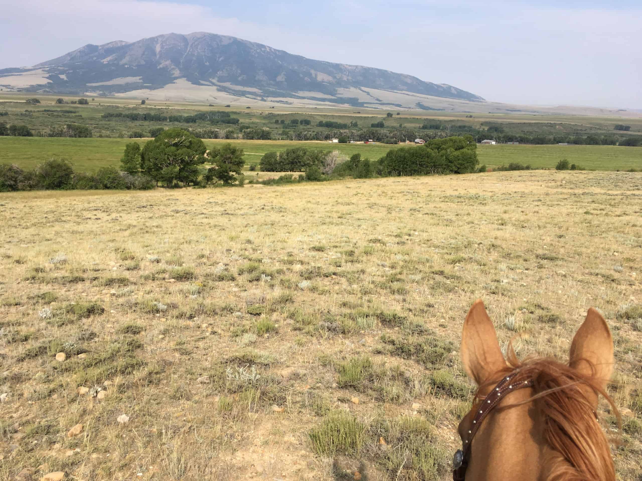 Moving bulls on a Wyoming ranch