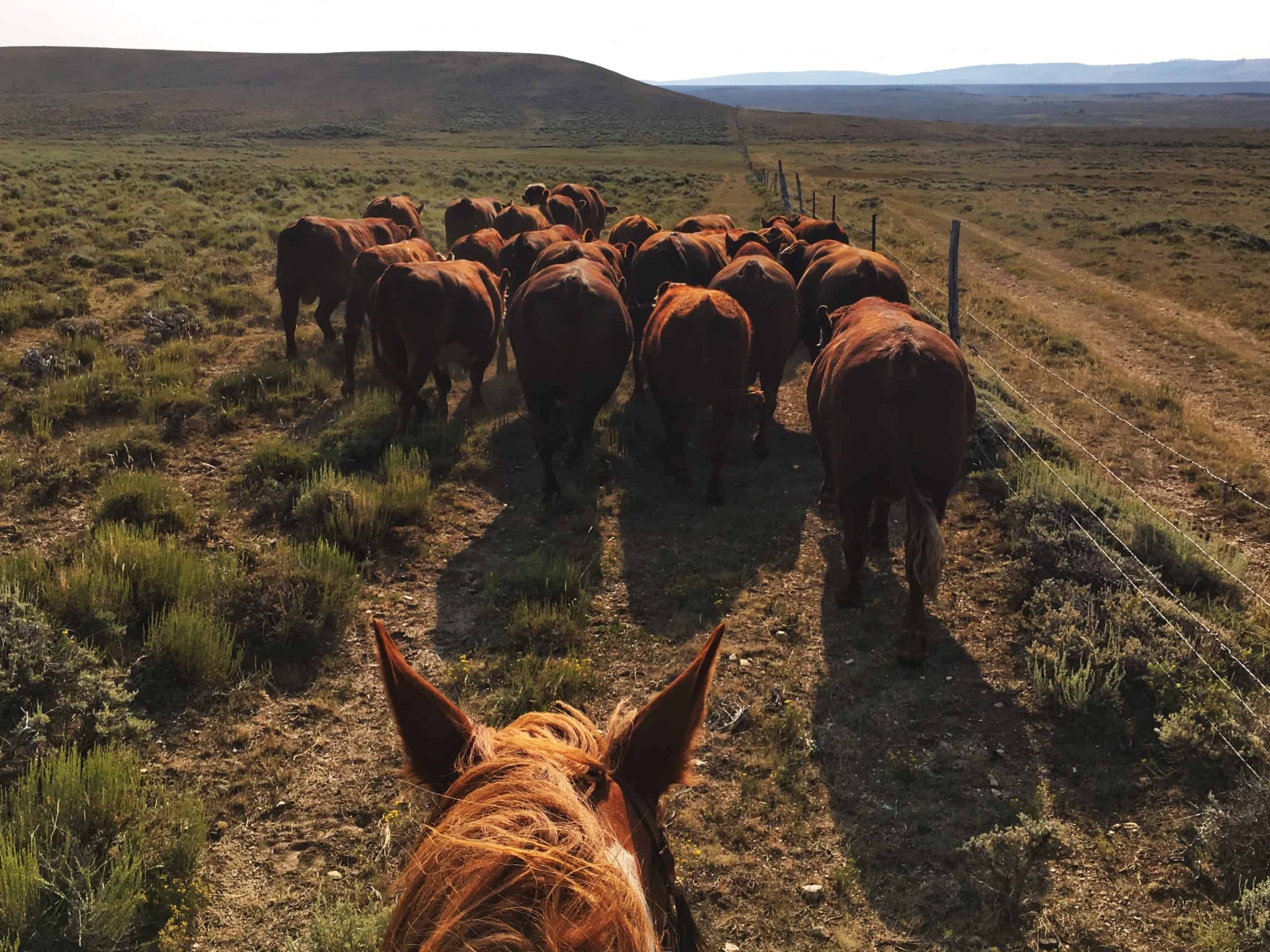 Moving bulls on a Wyoming ranch