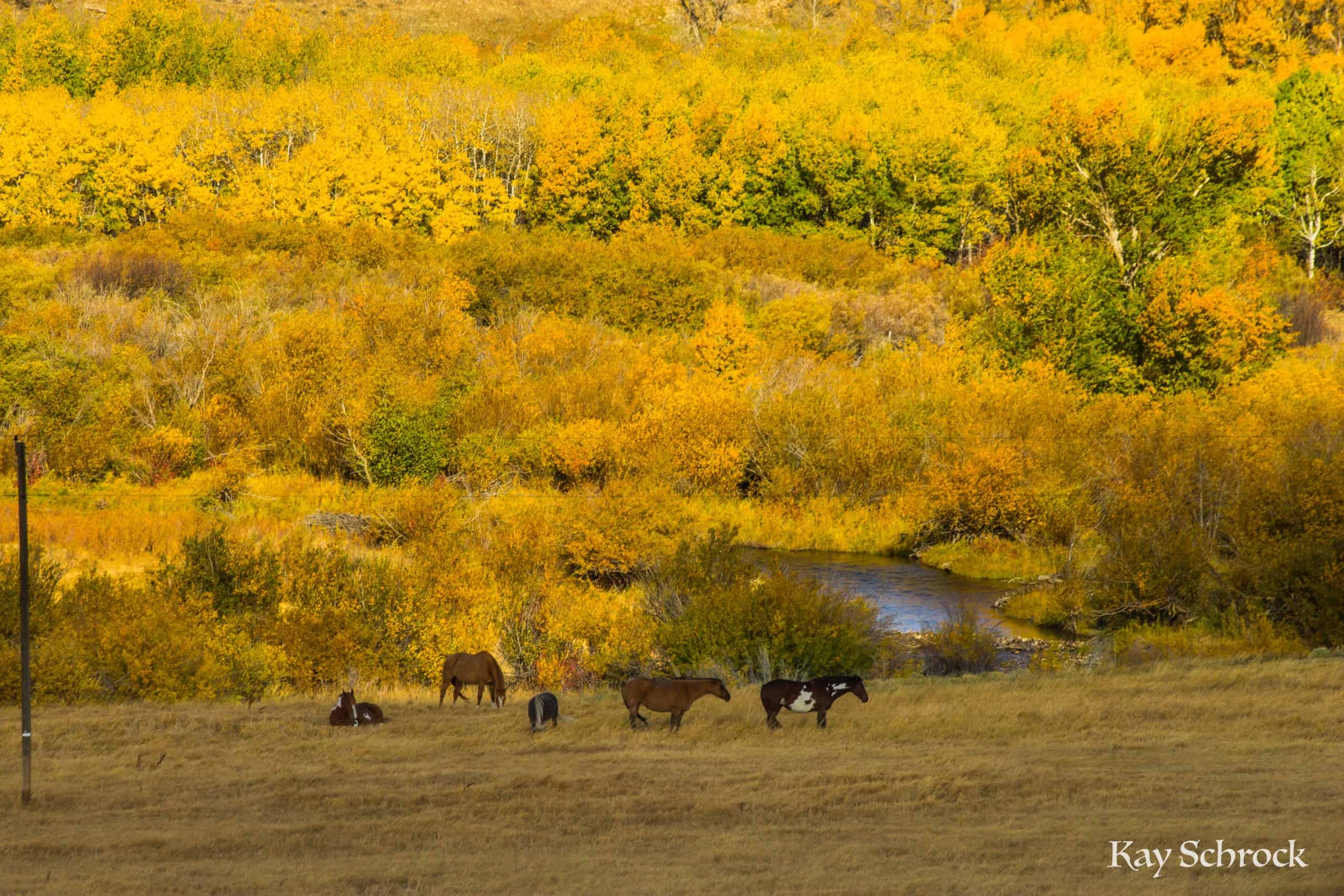 horses golden aspen