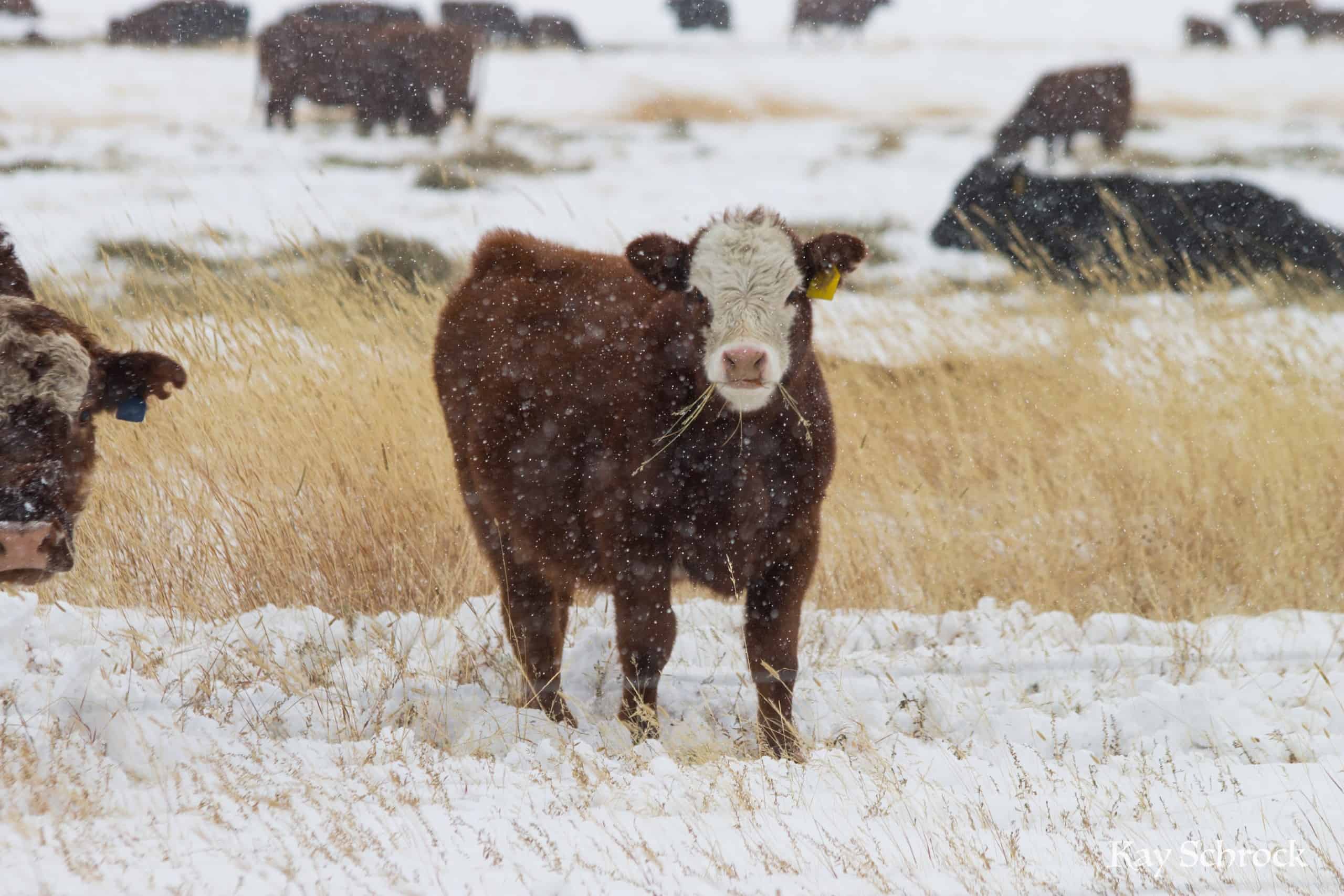 calf eating grass in a snowstorm