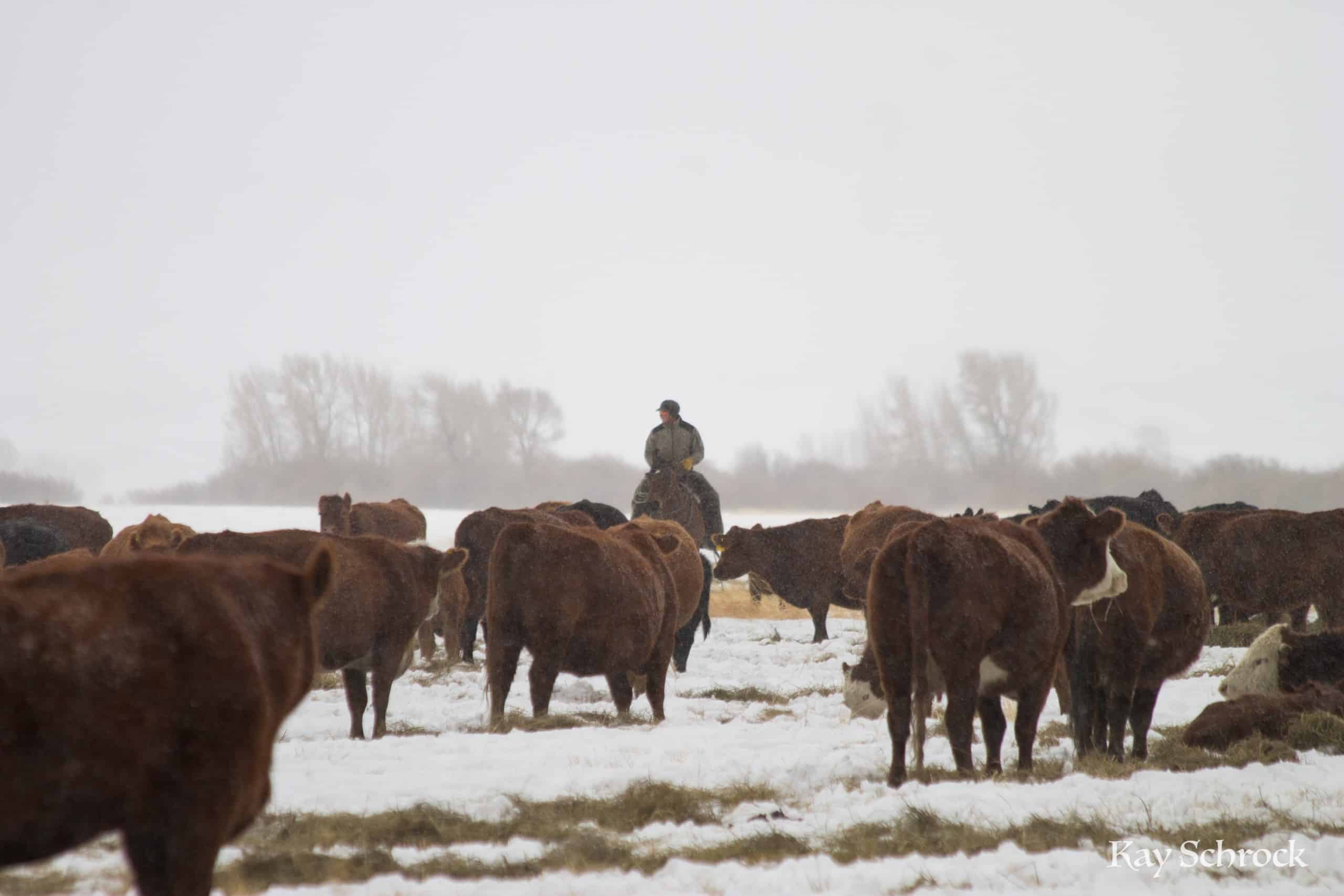 cattle in the snow.