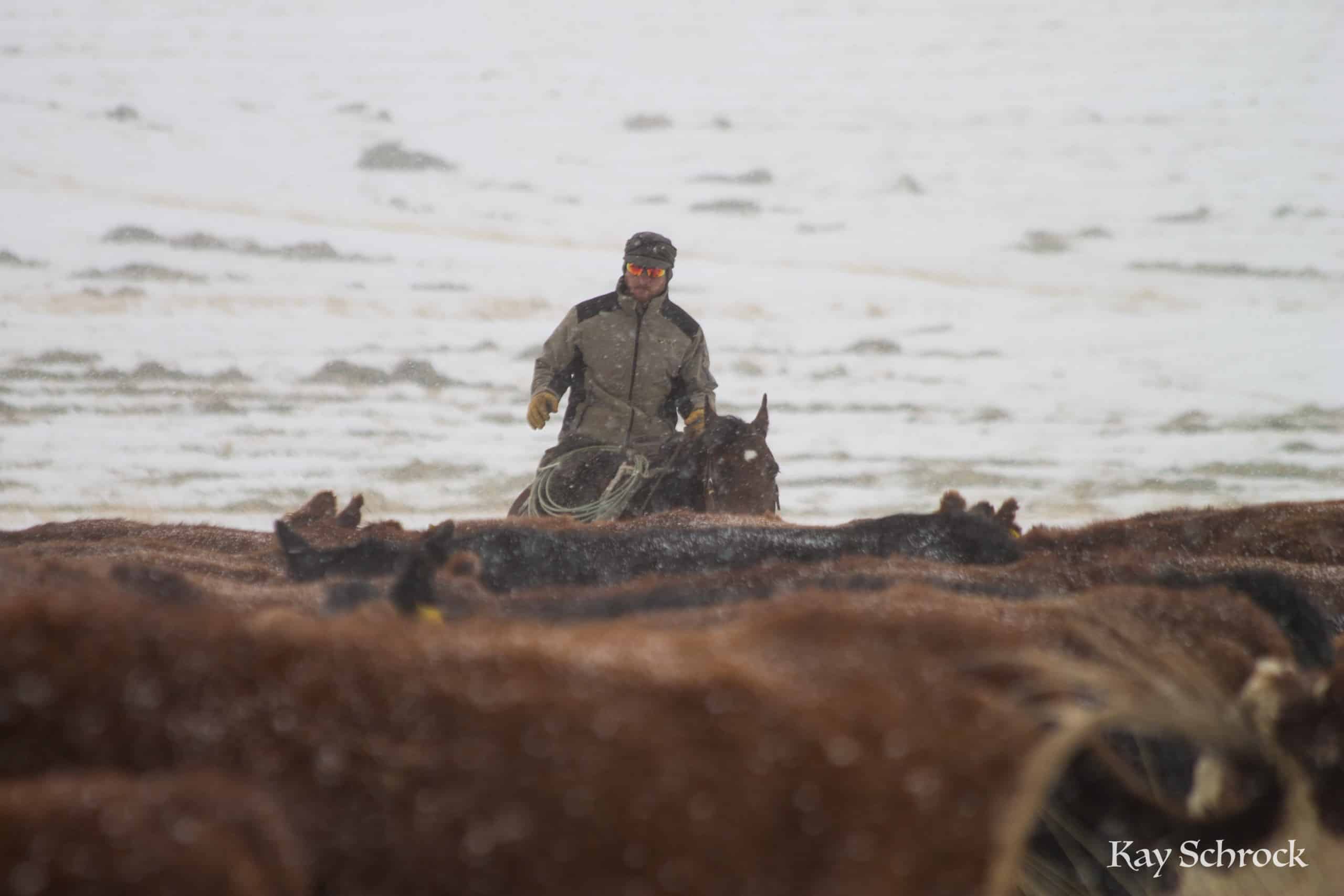 cowboy and cows in the snow