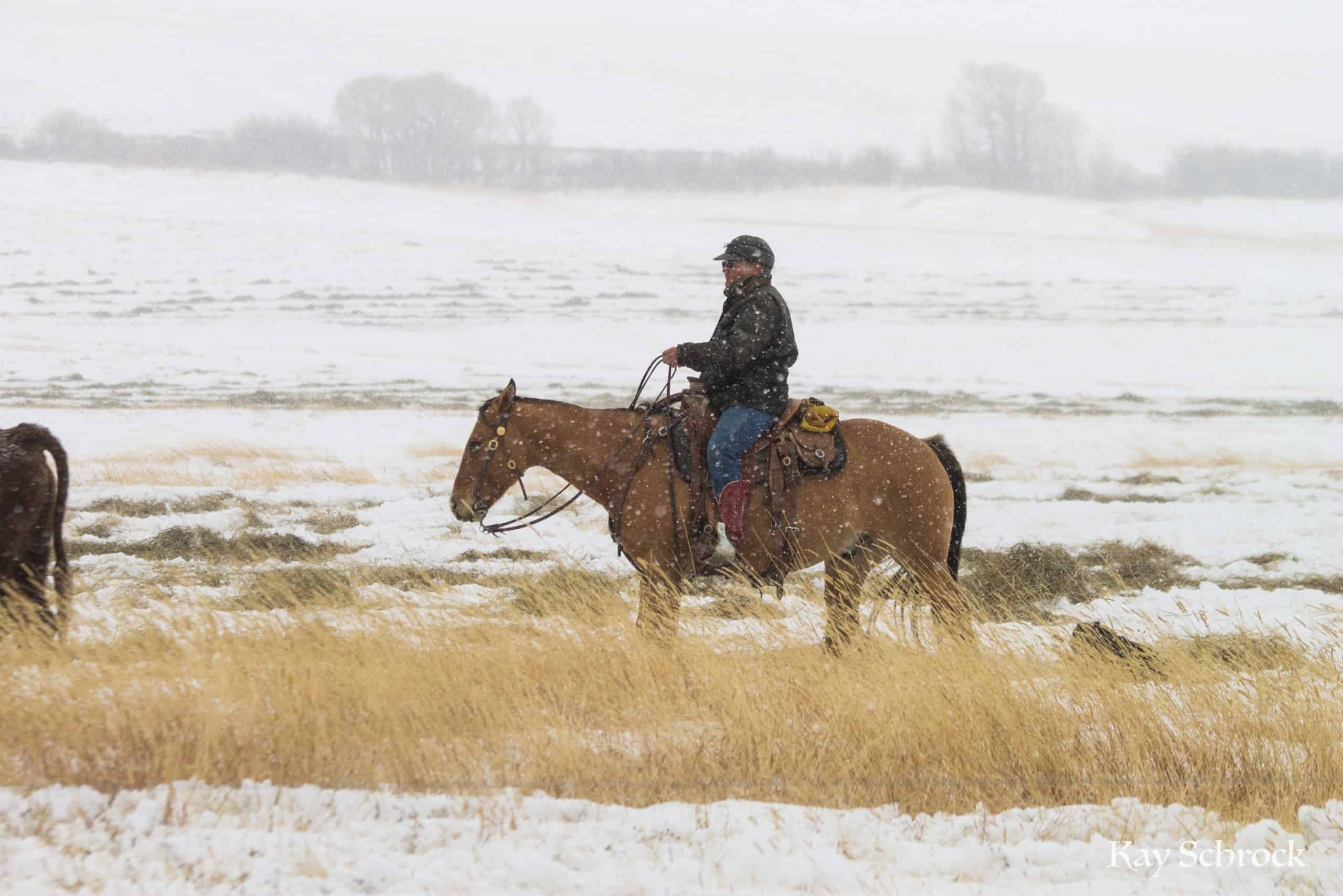 rancher on horseback in the snow
