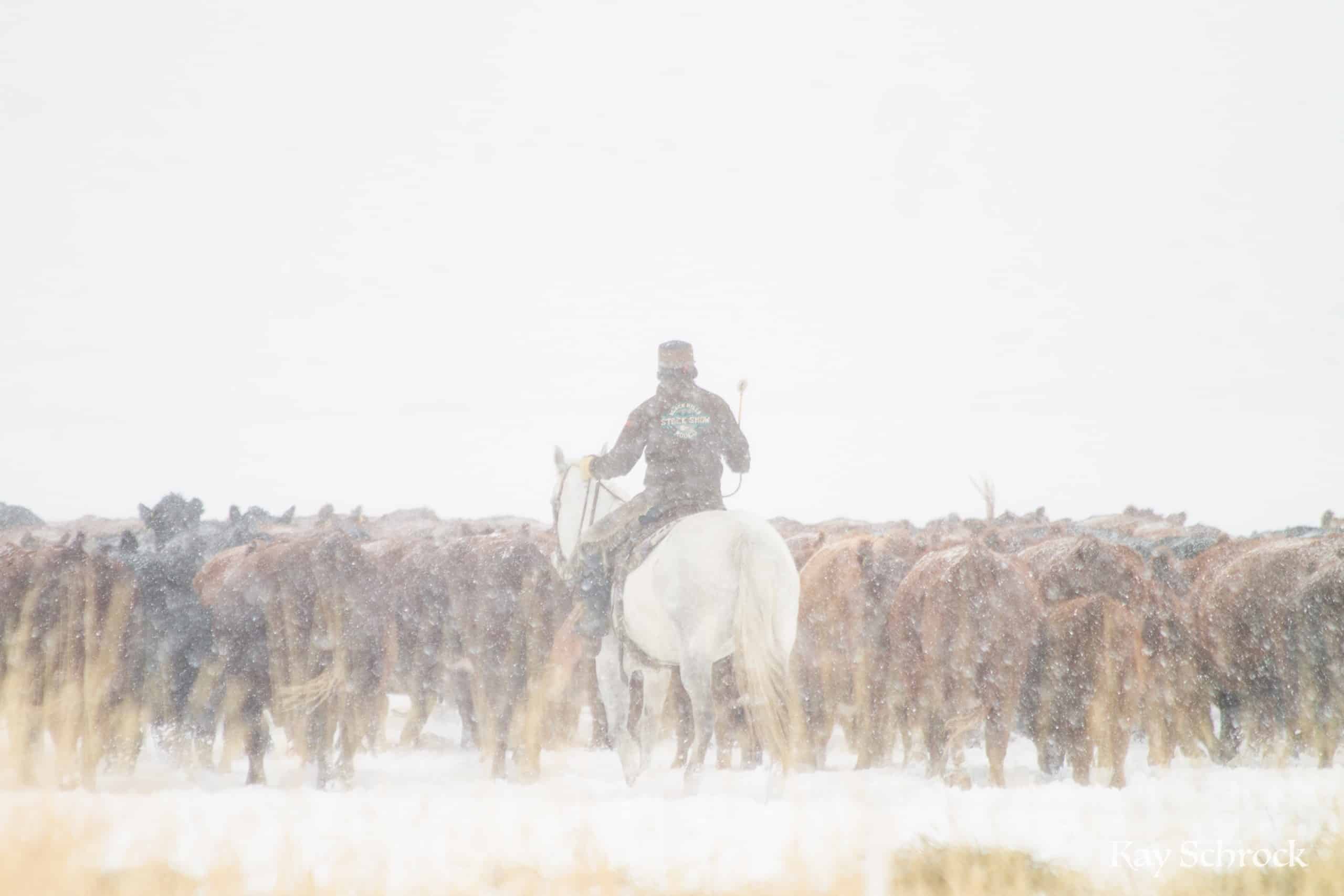 cowboy and cattle in a snowstorm