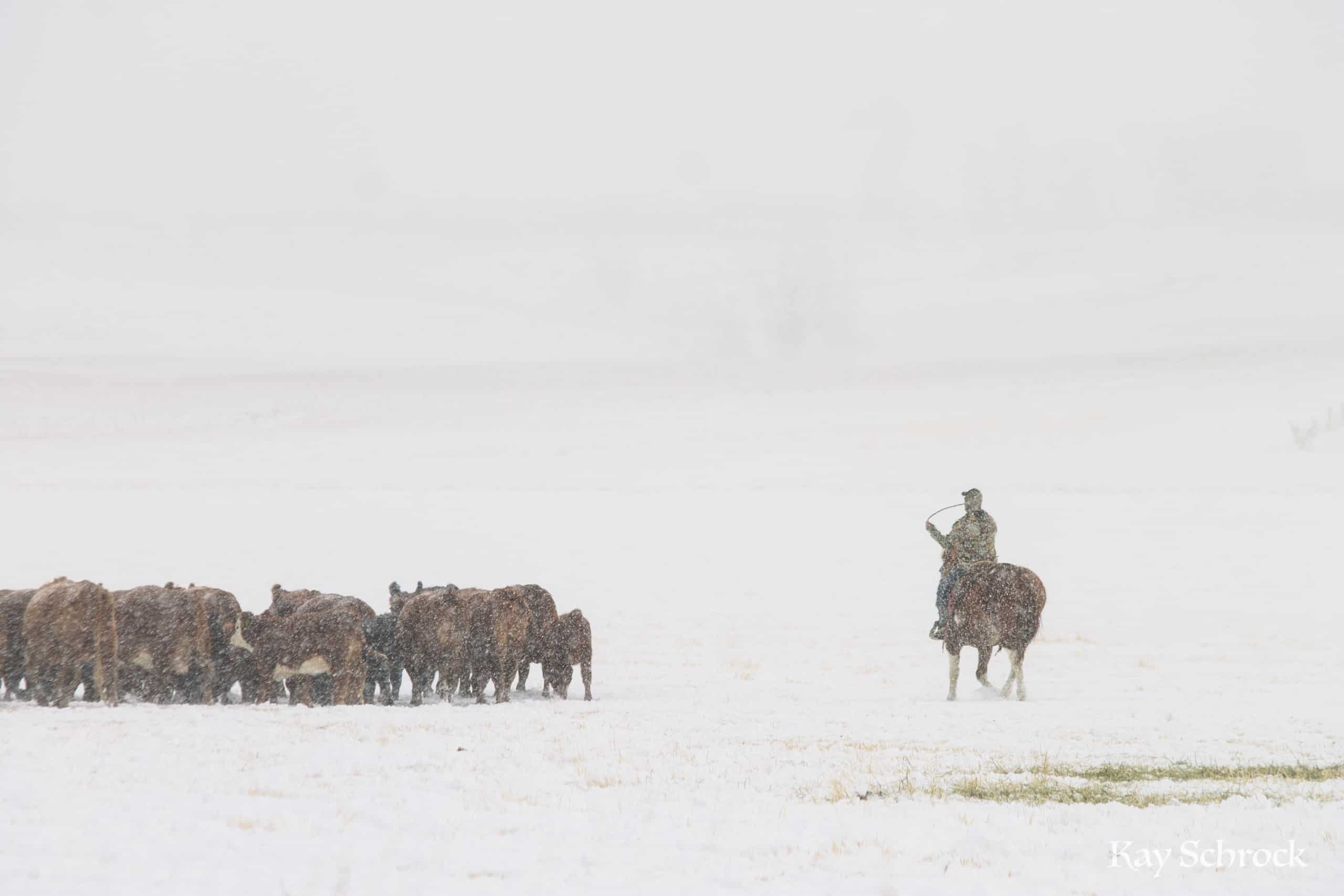 cowboy moving cattle in the snow