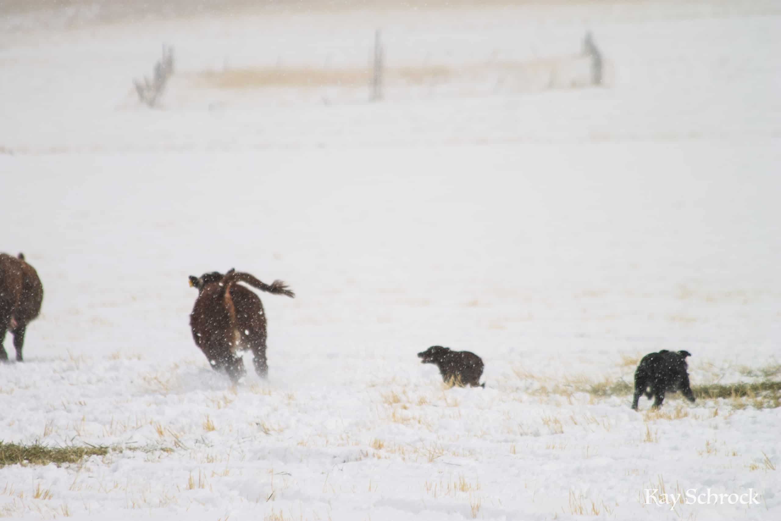 cow dogs chasing cattle in the snow