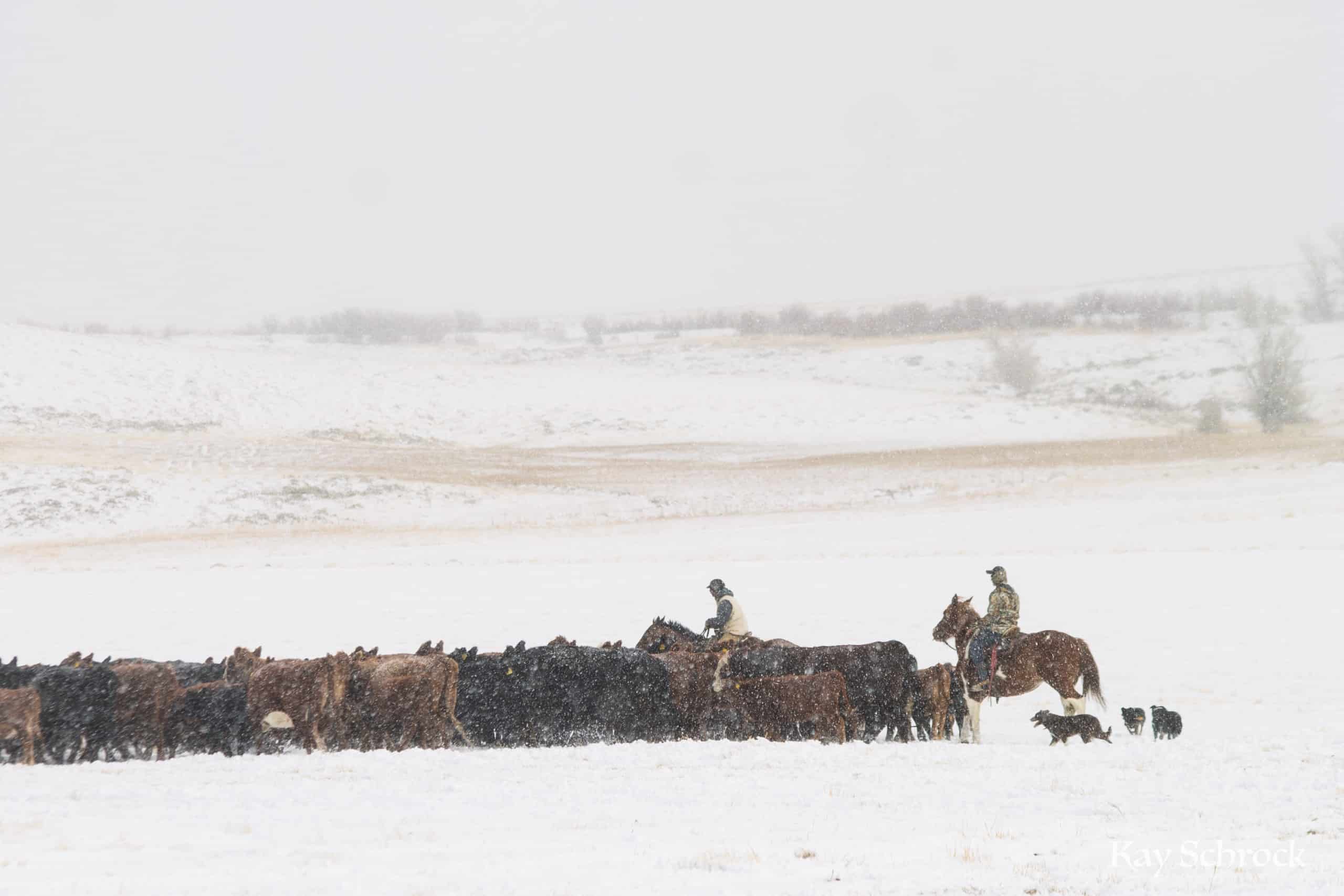 Wyoming cowboys Weaning and shipping in the snow.