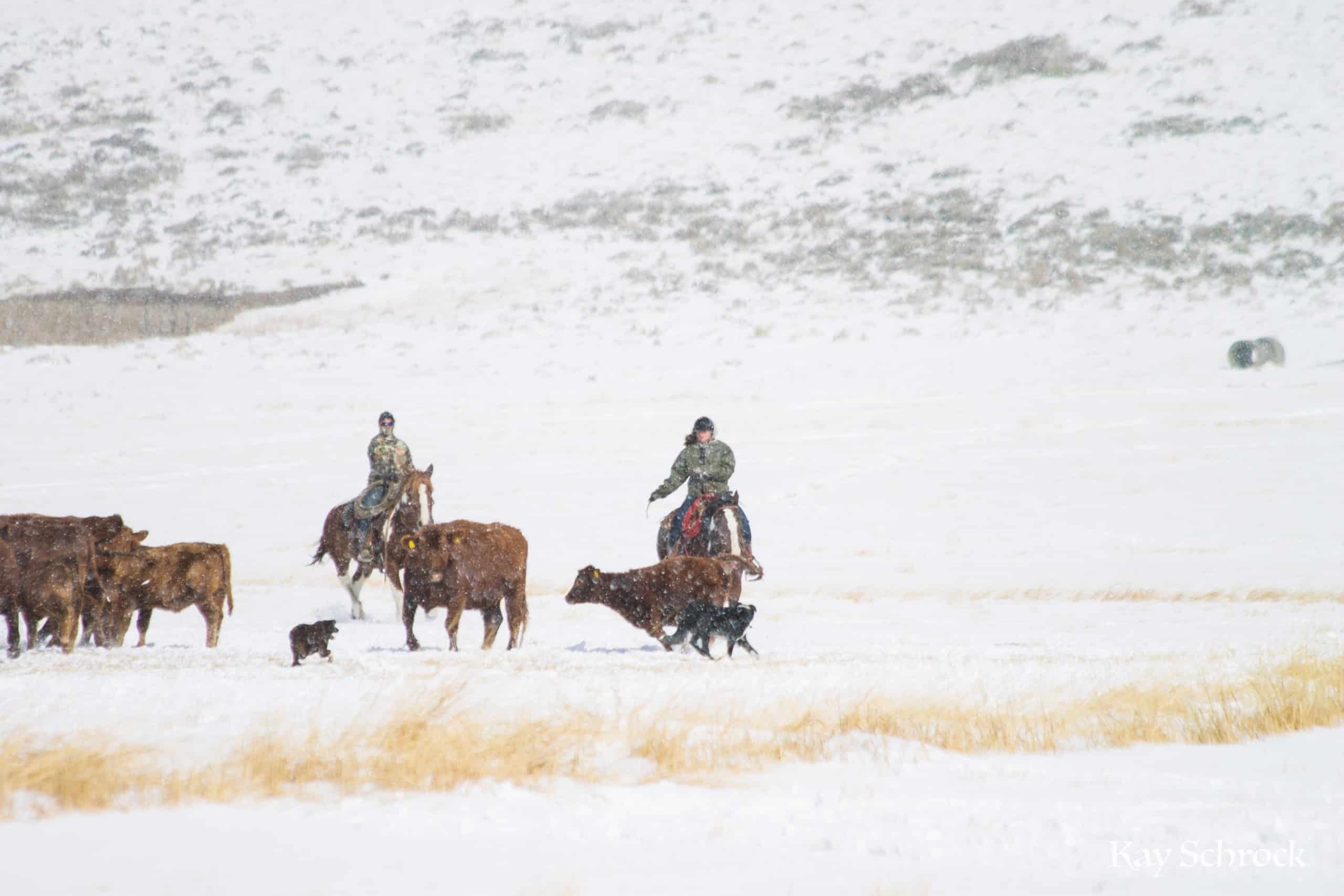 cowboys and their cowdogs Weaning and shipping in the snow.