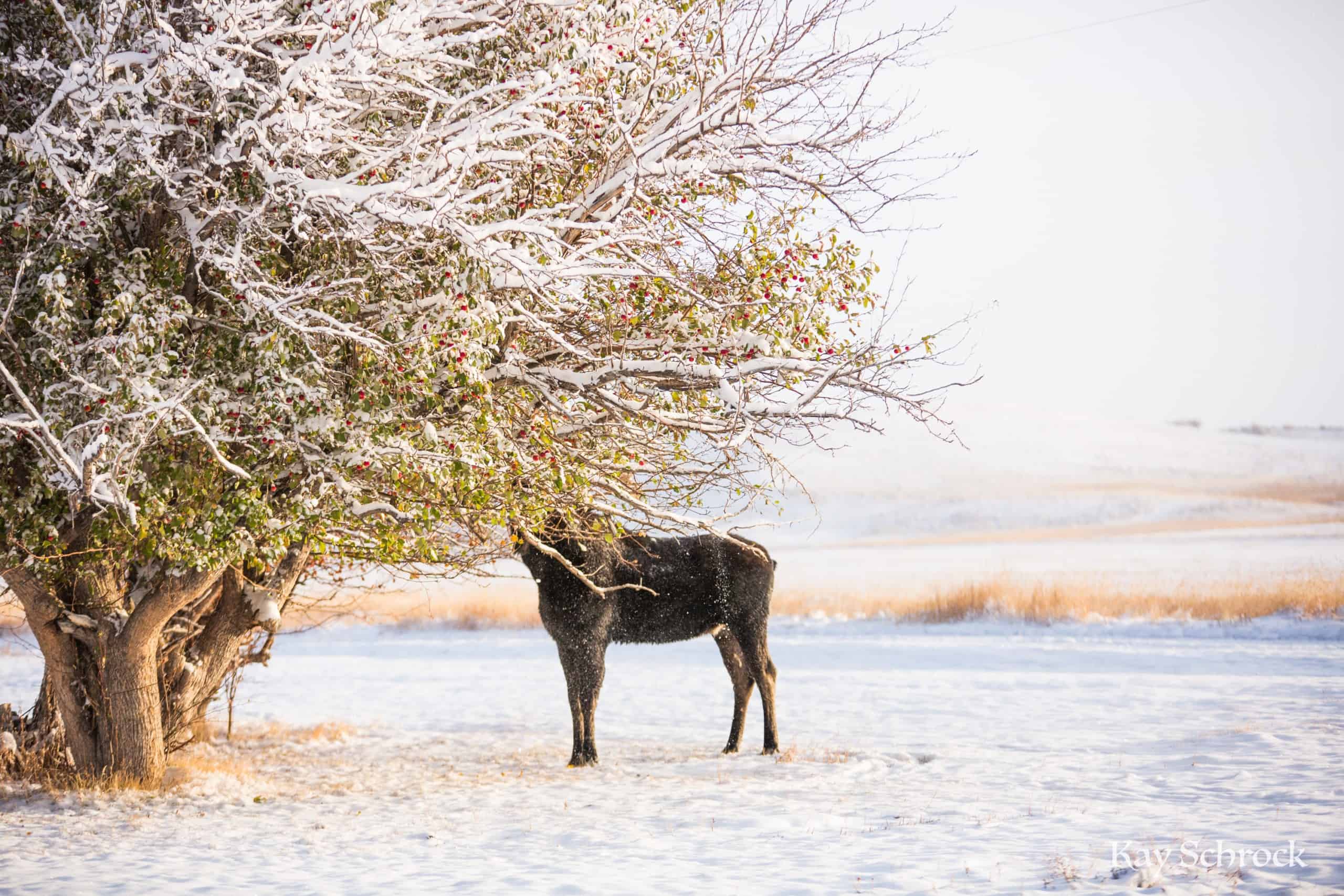 Wyoming Moose