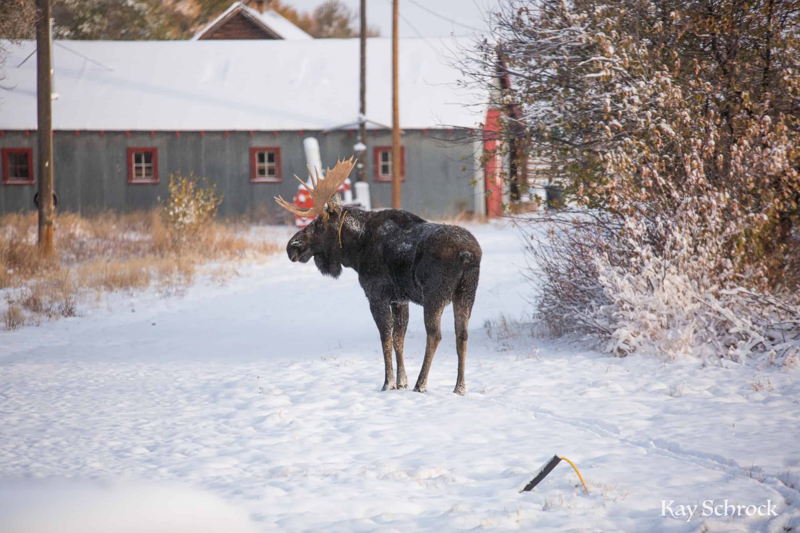 Wyoming Moose