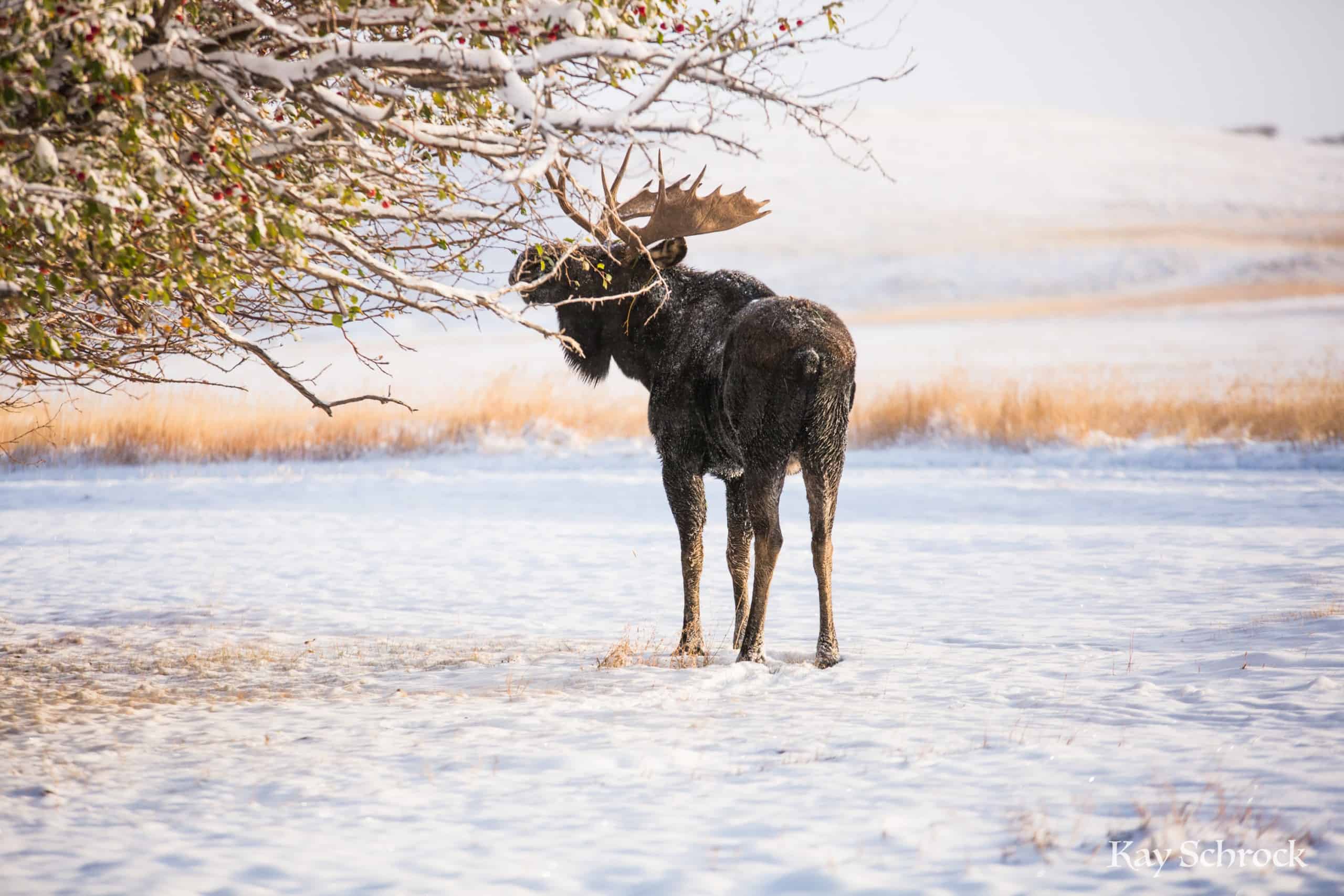 Wyoming Moose