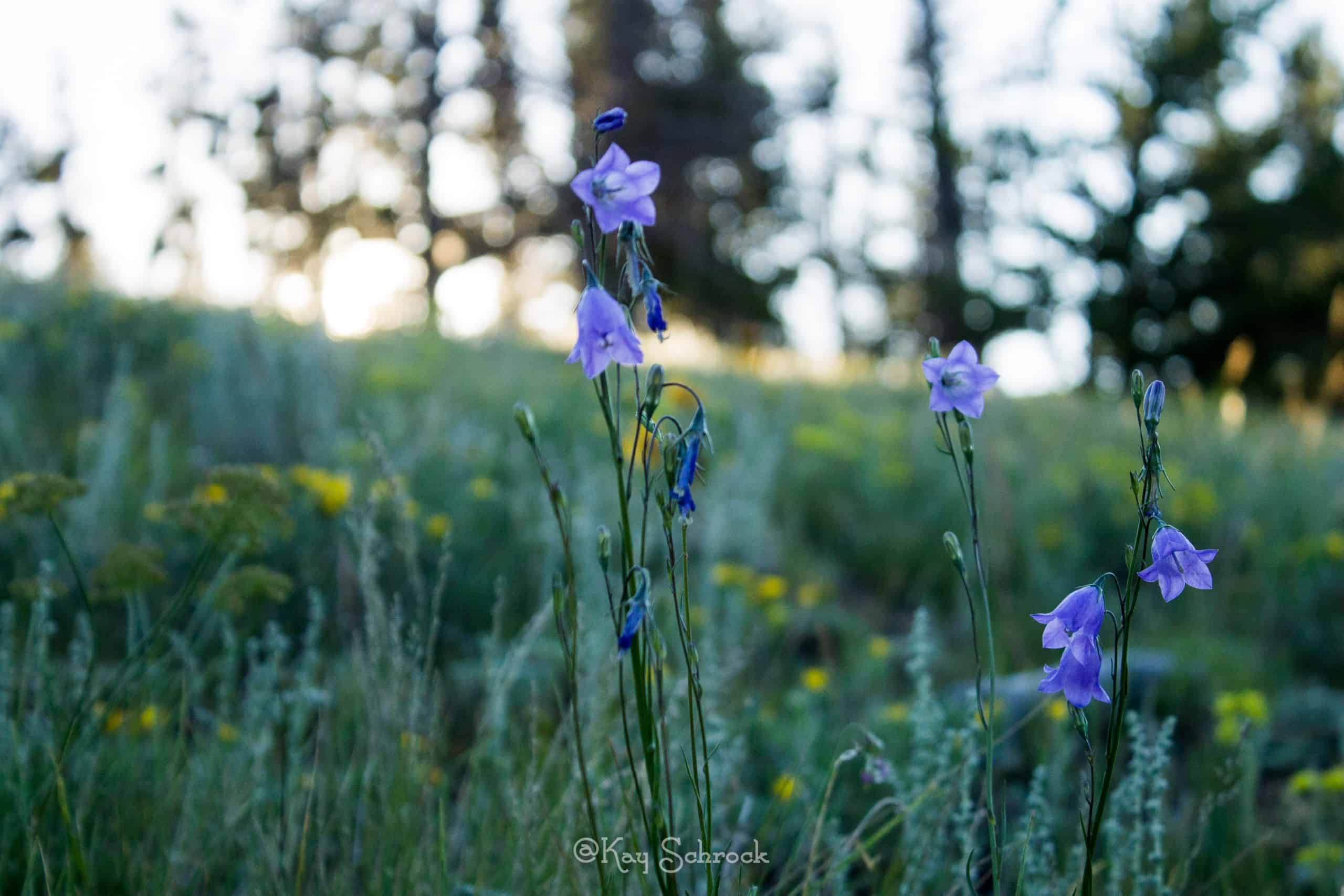bluebells on hillside