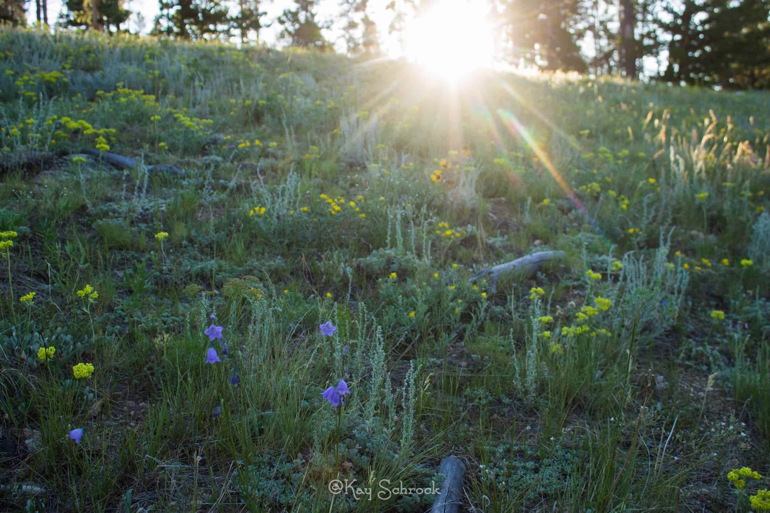 sun rays on flowering meadow