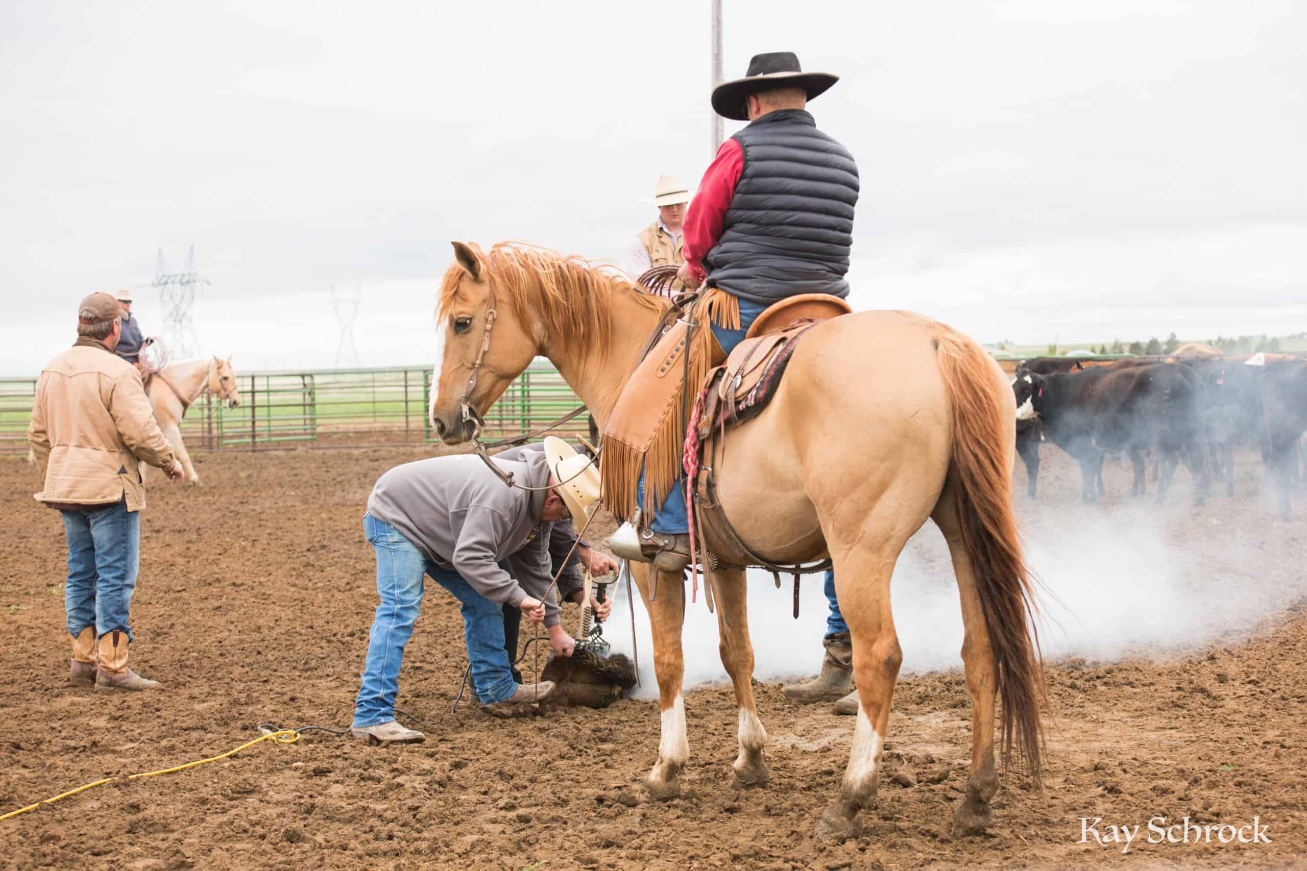 Esh Branding in Colorado - dun horse and cowboy at a branding