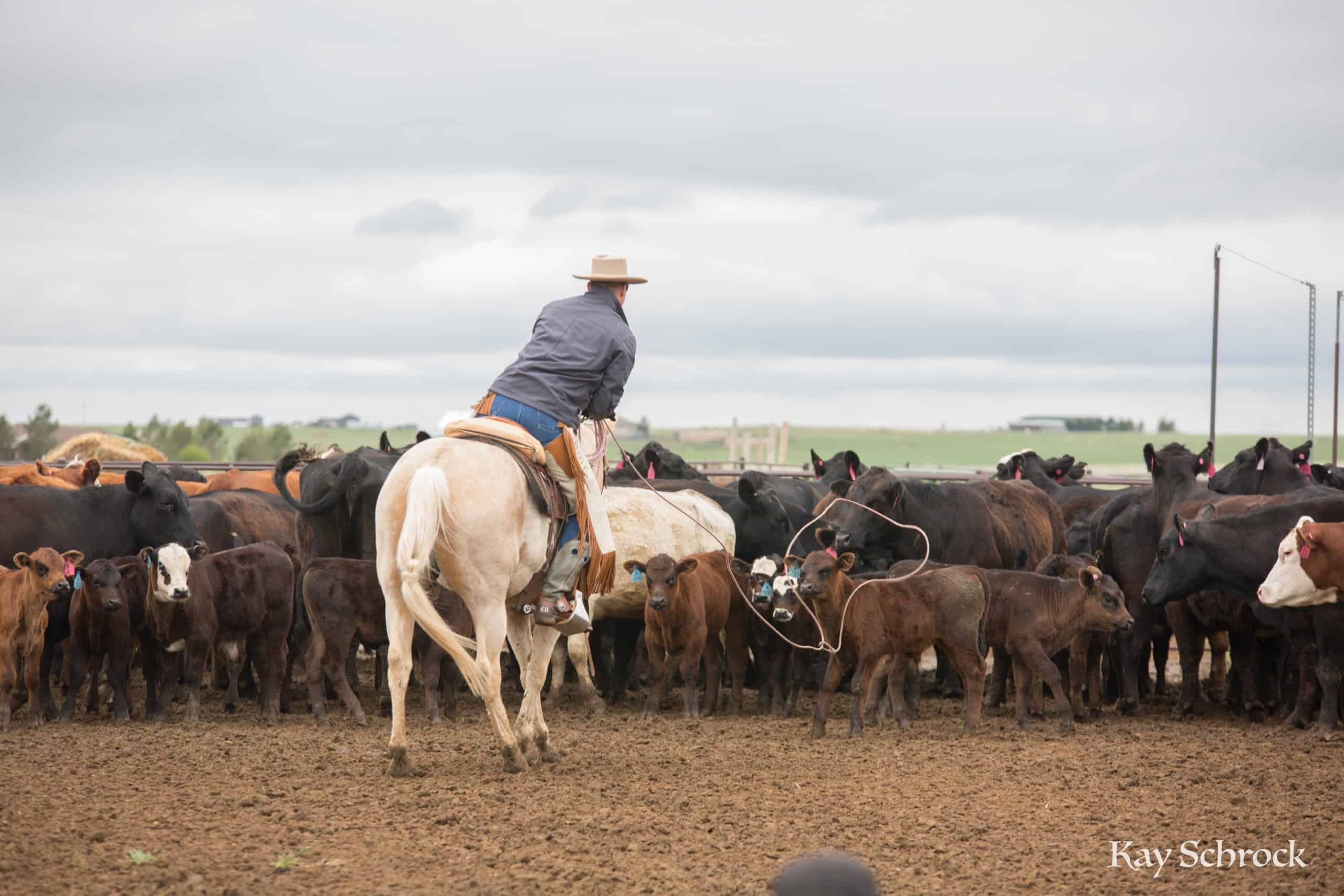 Esh Branding in Colorado - cowboy roping