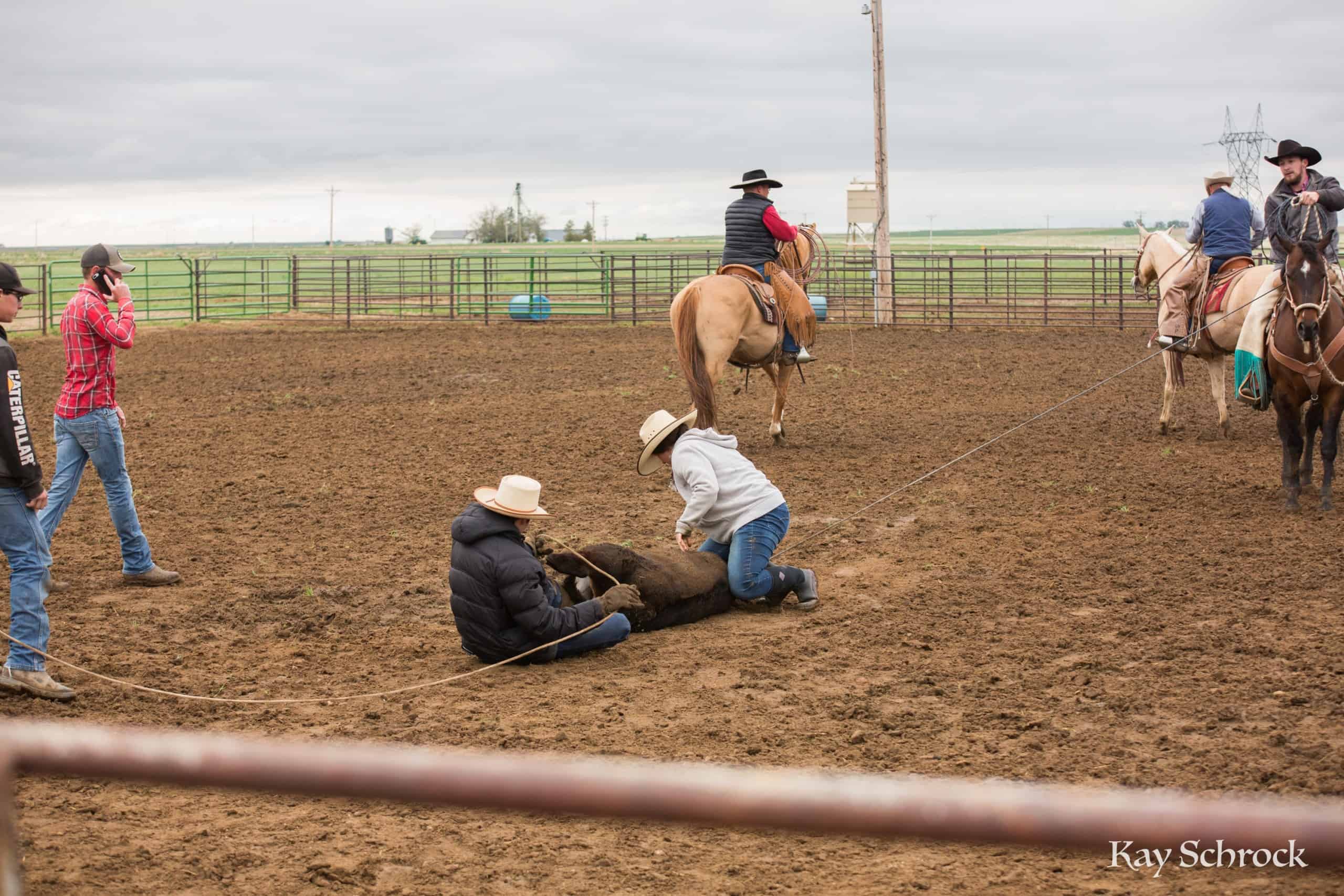 Esh Branding in Colorado - ranch kids with calf