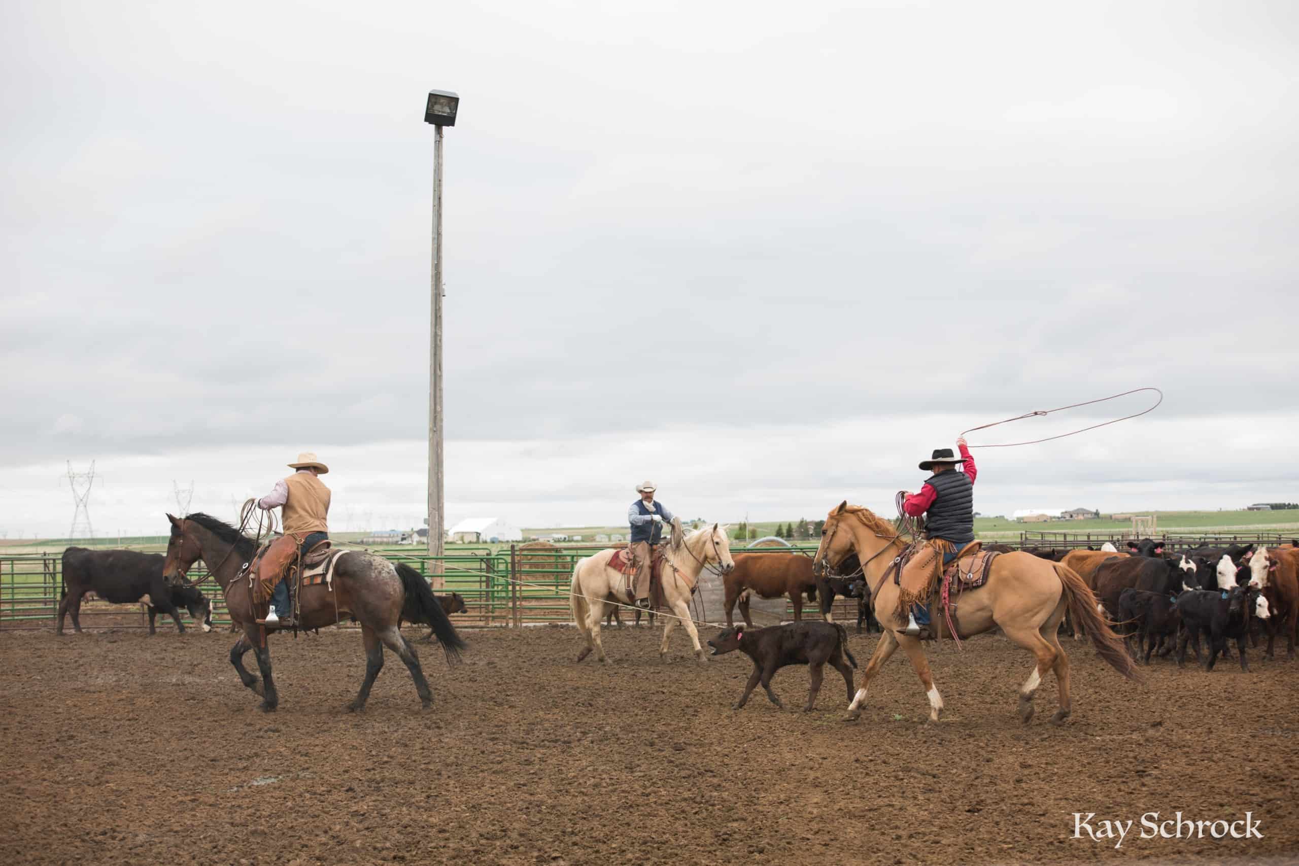 Esh Branding in Colorado -buckaroo roping