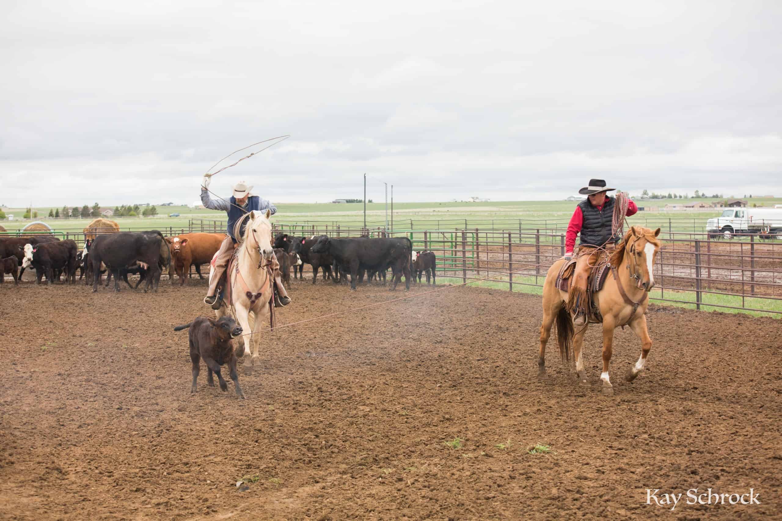Esh Branding in Colorado - team roping