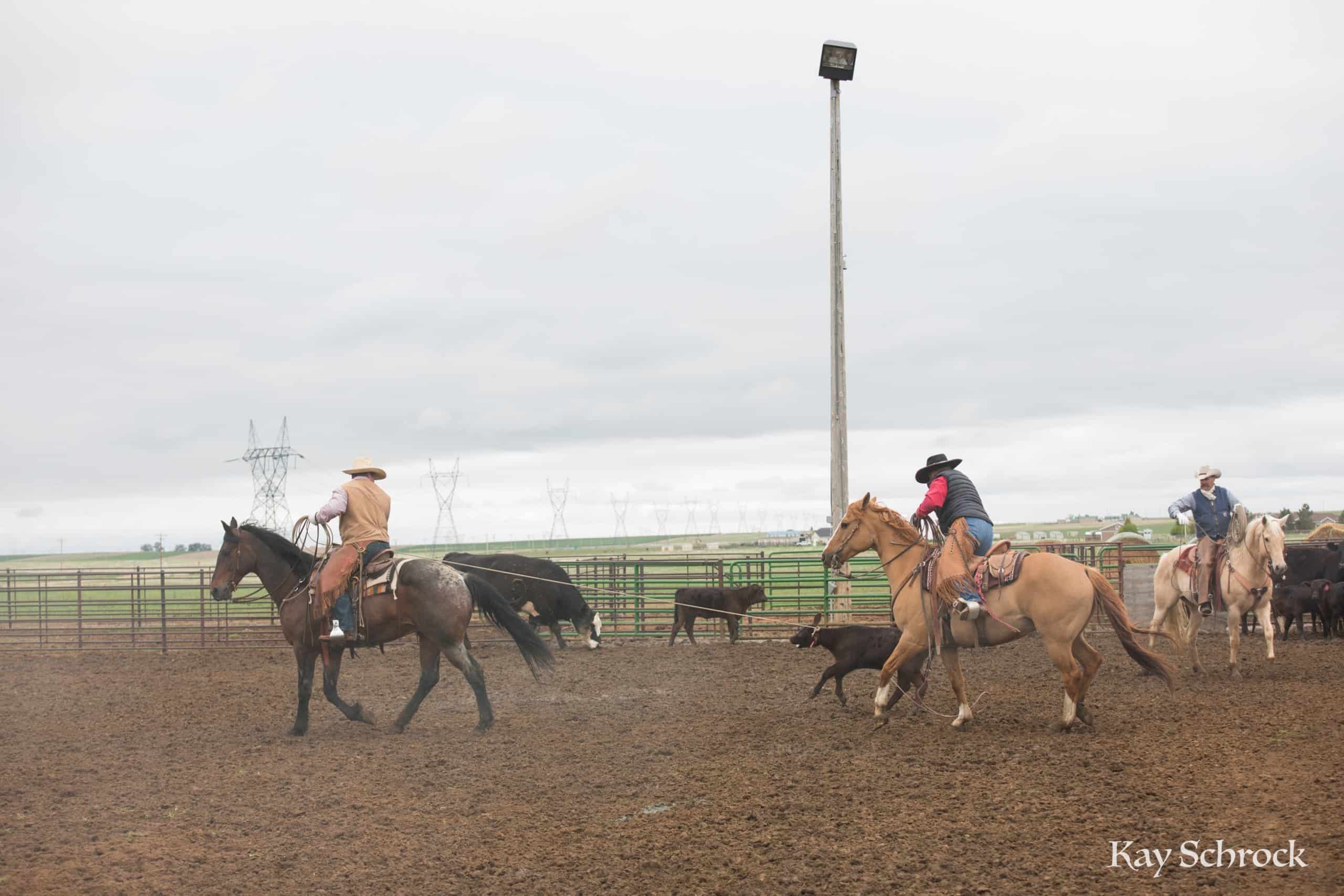 Esh Branding in Colorado - buckaroos roping a calf