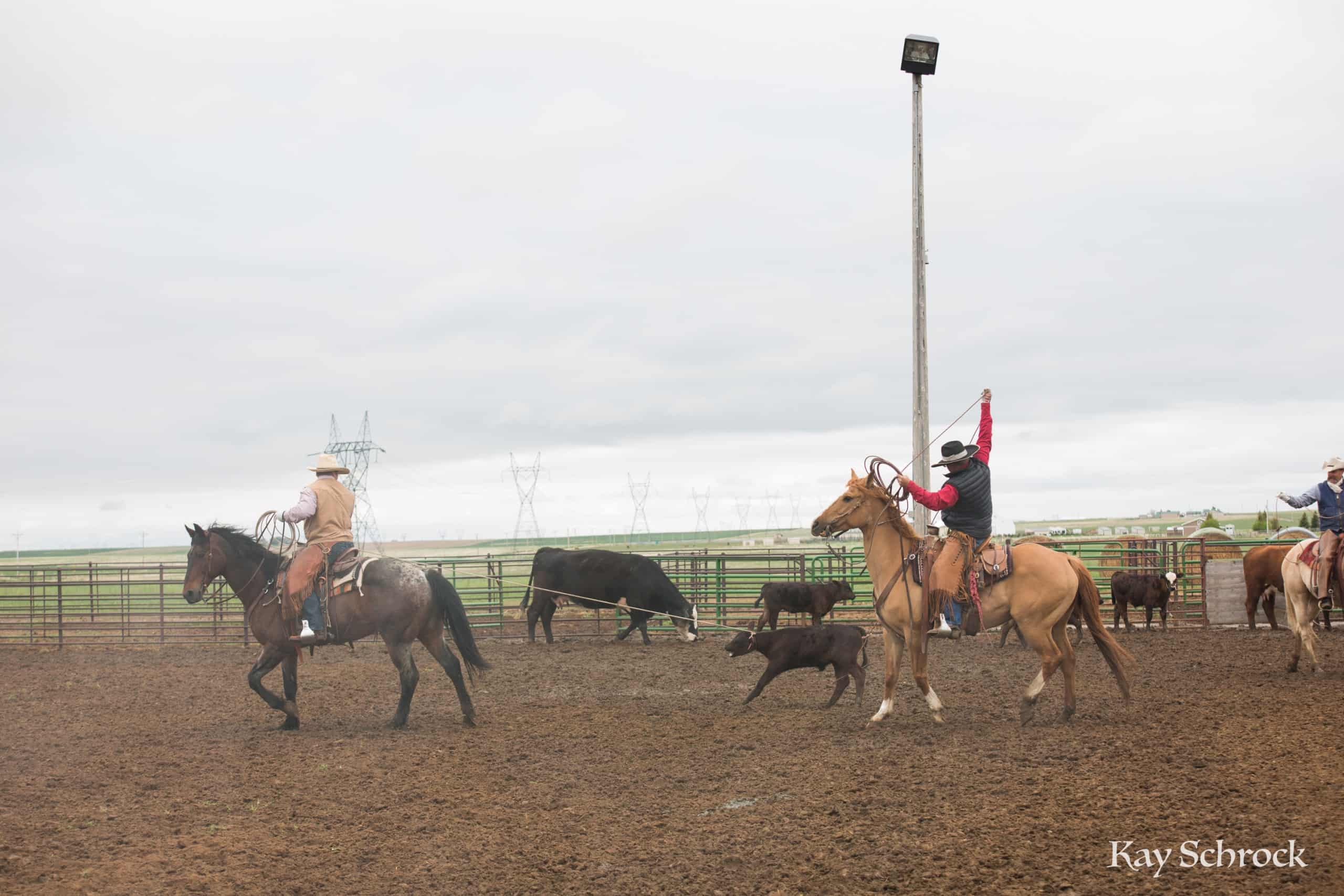 Esh Branding in Colorado - cowboy roping at a branding