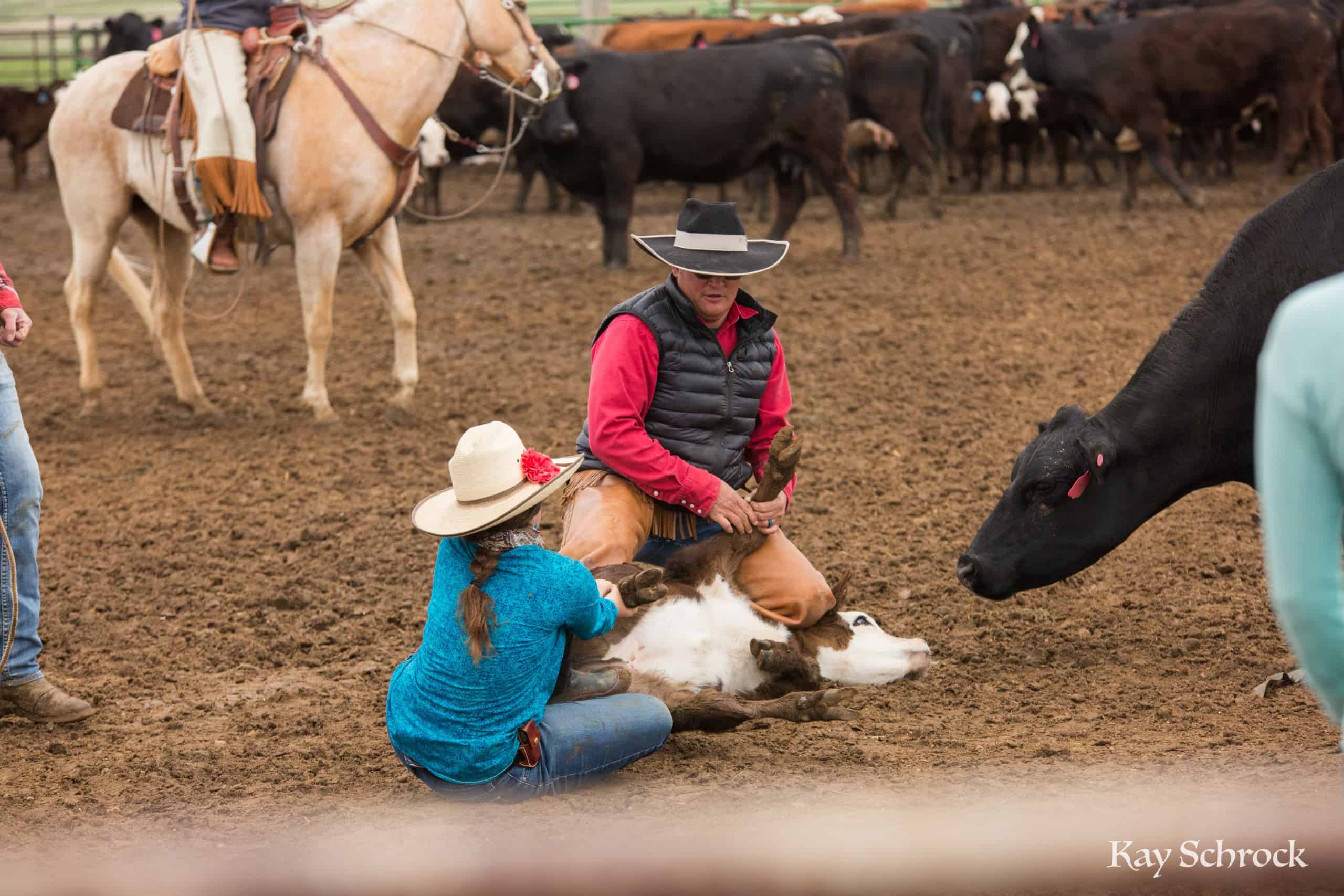 Esh Branding in Colorado - father and daughter holding a calf while momma looks on.