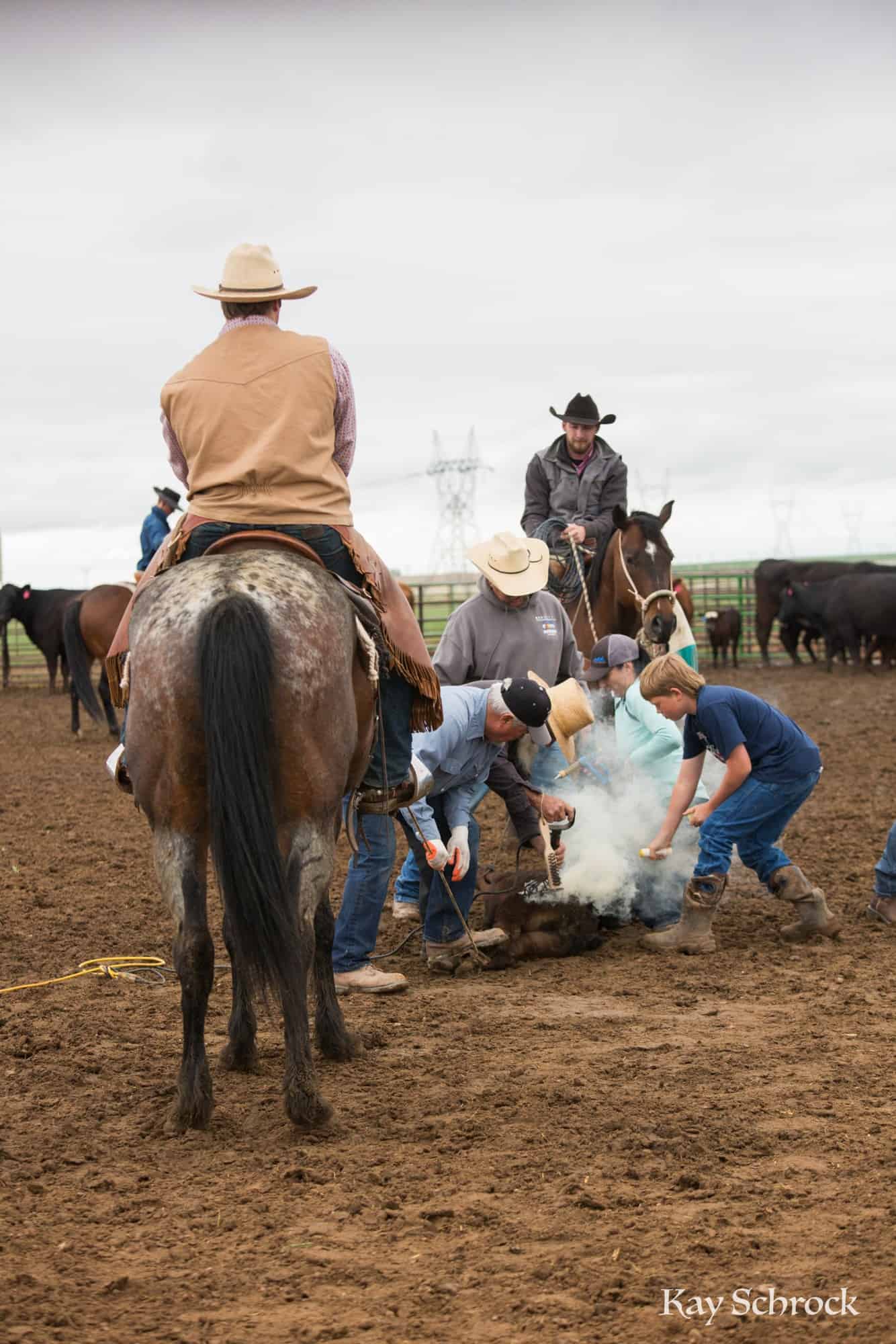 Esh Branding in Colorado - branding a calf