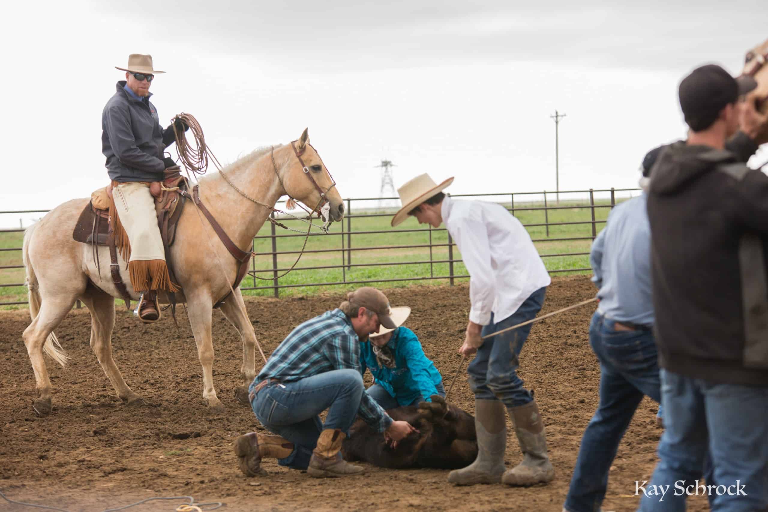Esh Branding in Colorado - cowboy castrating a bull calf