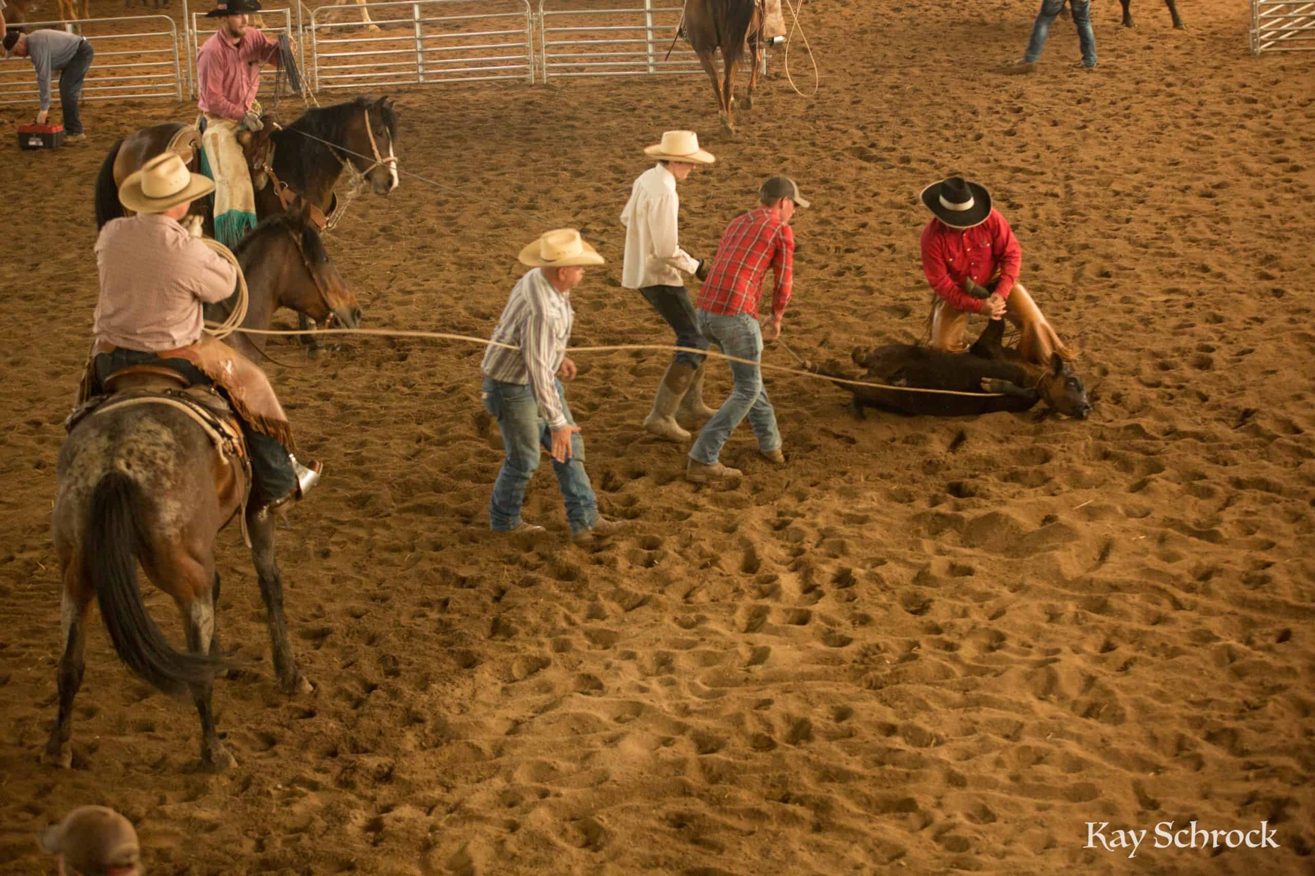 Esh Branding in Colorado - branding a calf