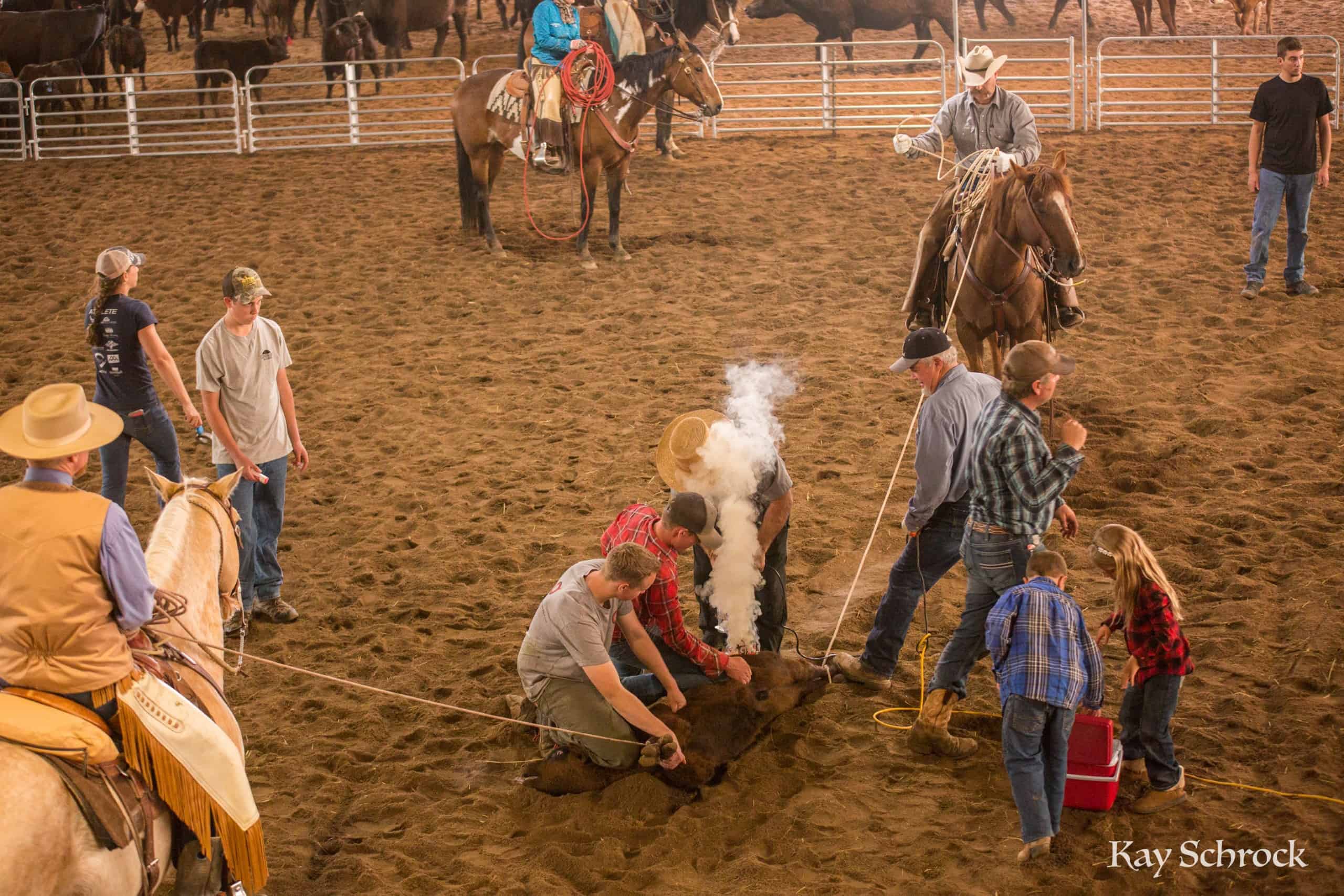 Esh Branding in Colorado - branding a calf