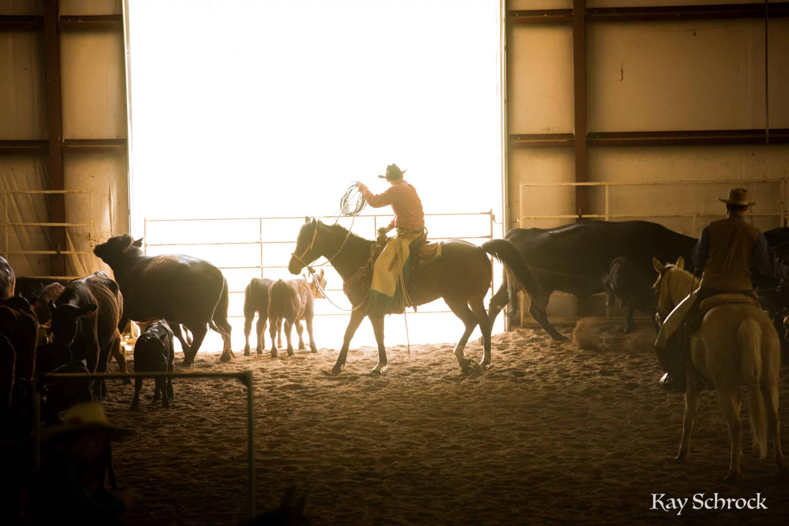 Esh Branding in Colorado - cowboy roping