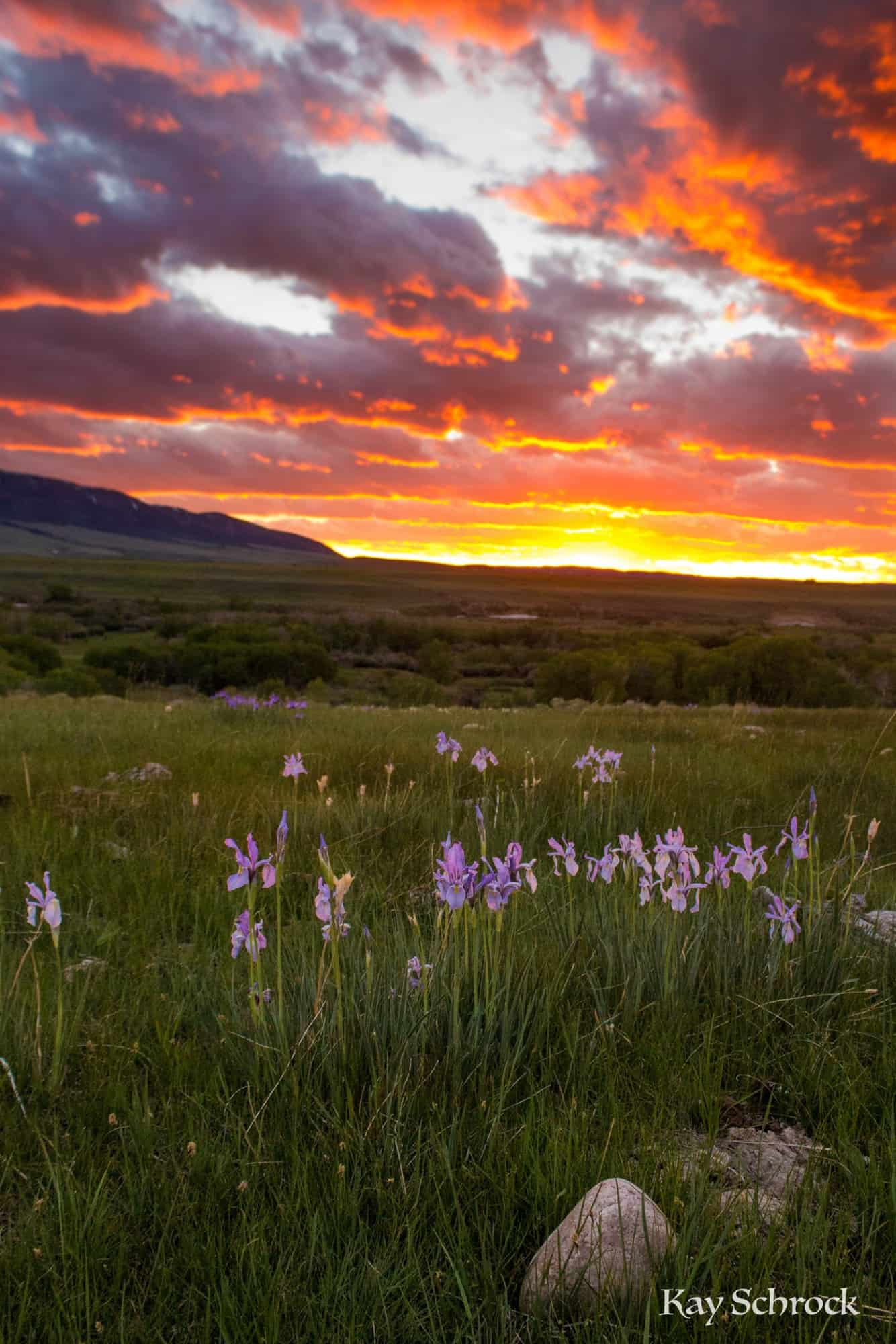Sunsets and wild iris.