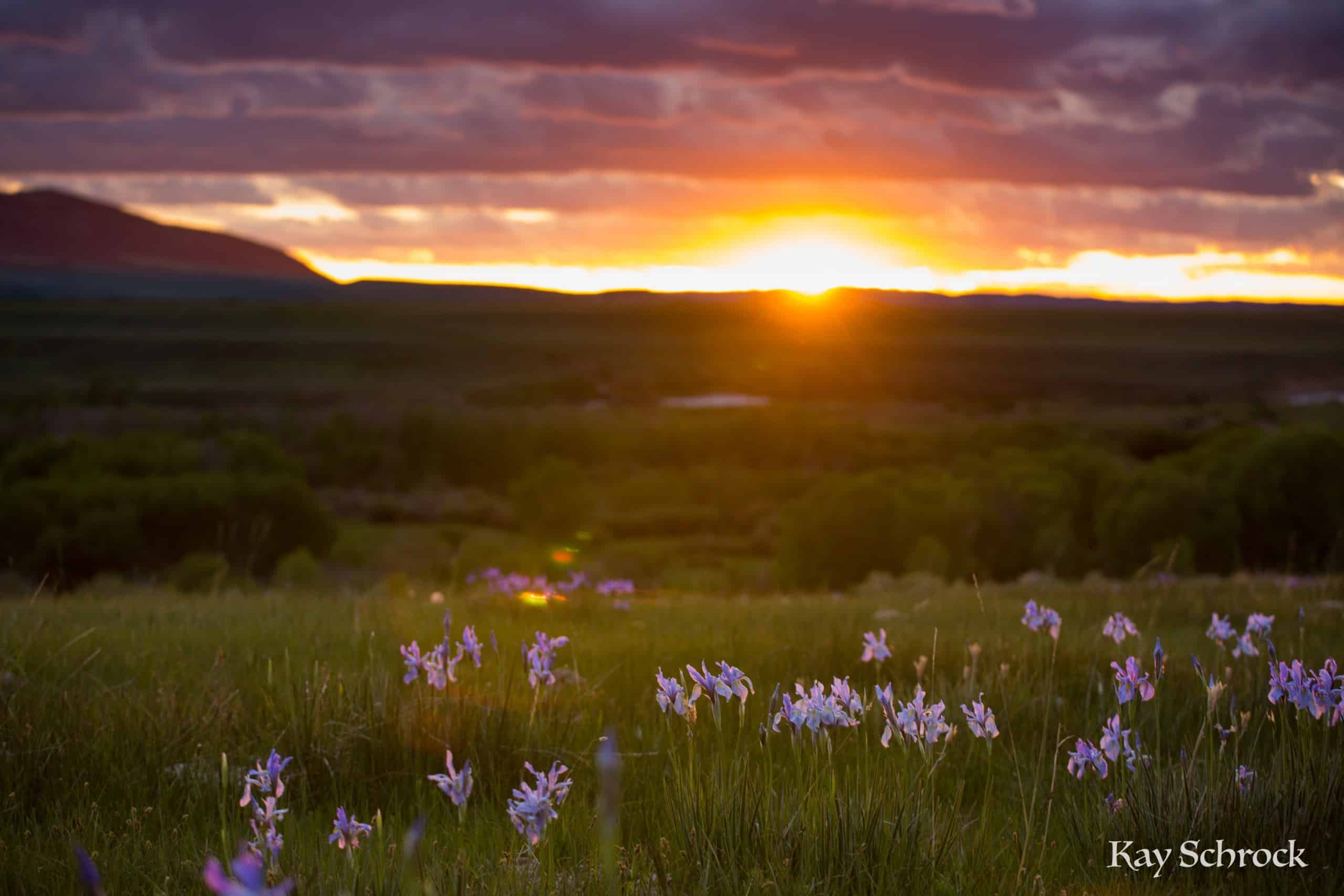 Sunsets and wild iris.