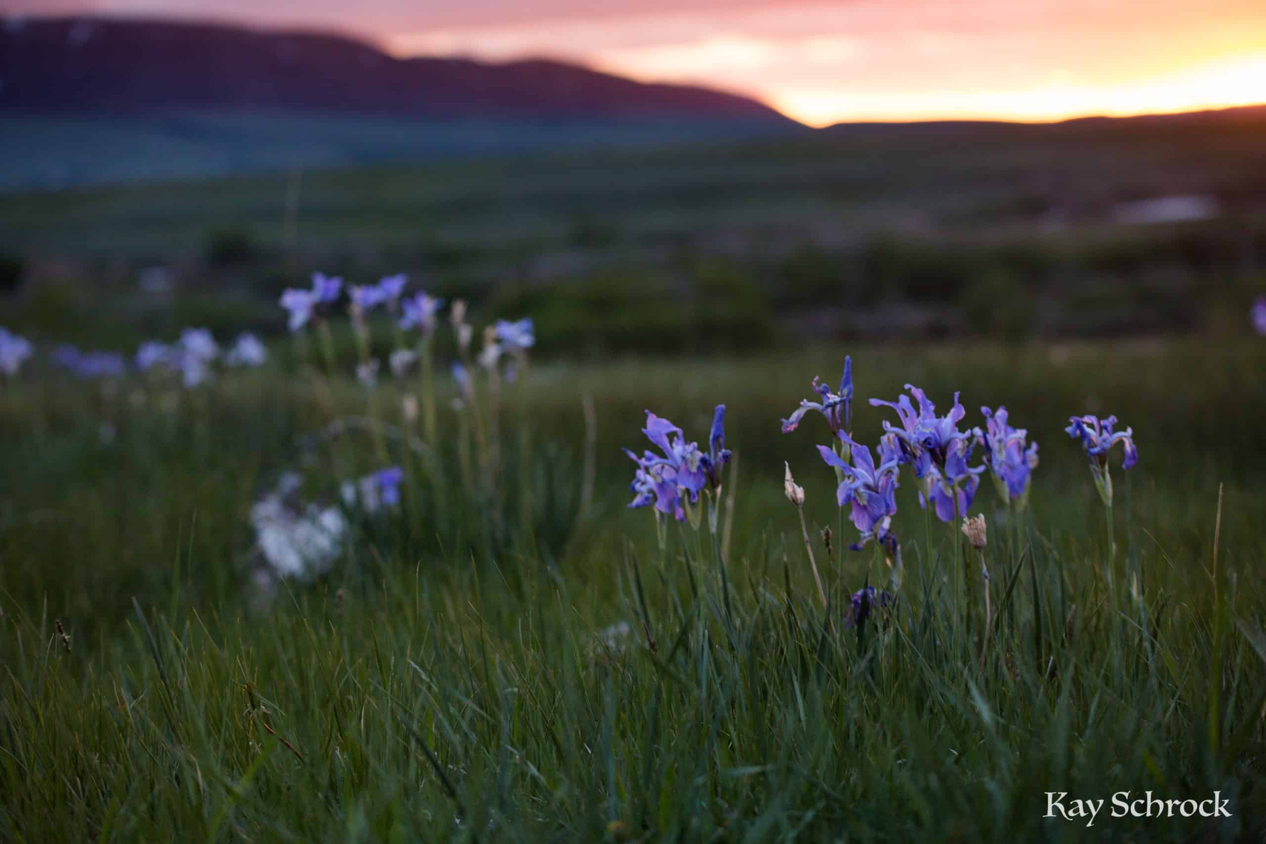Sunsets and wild iris.