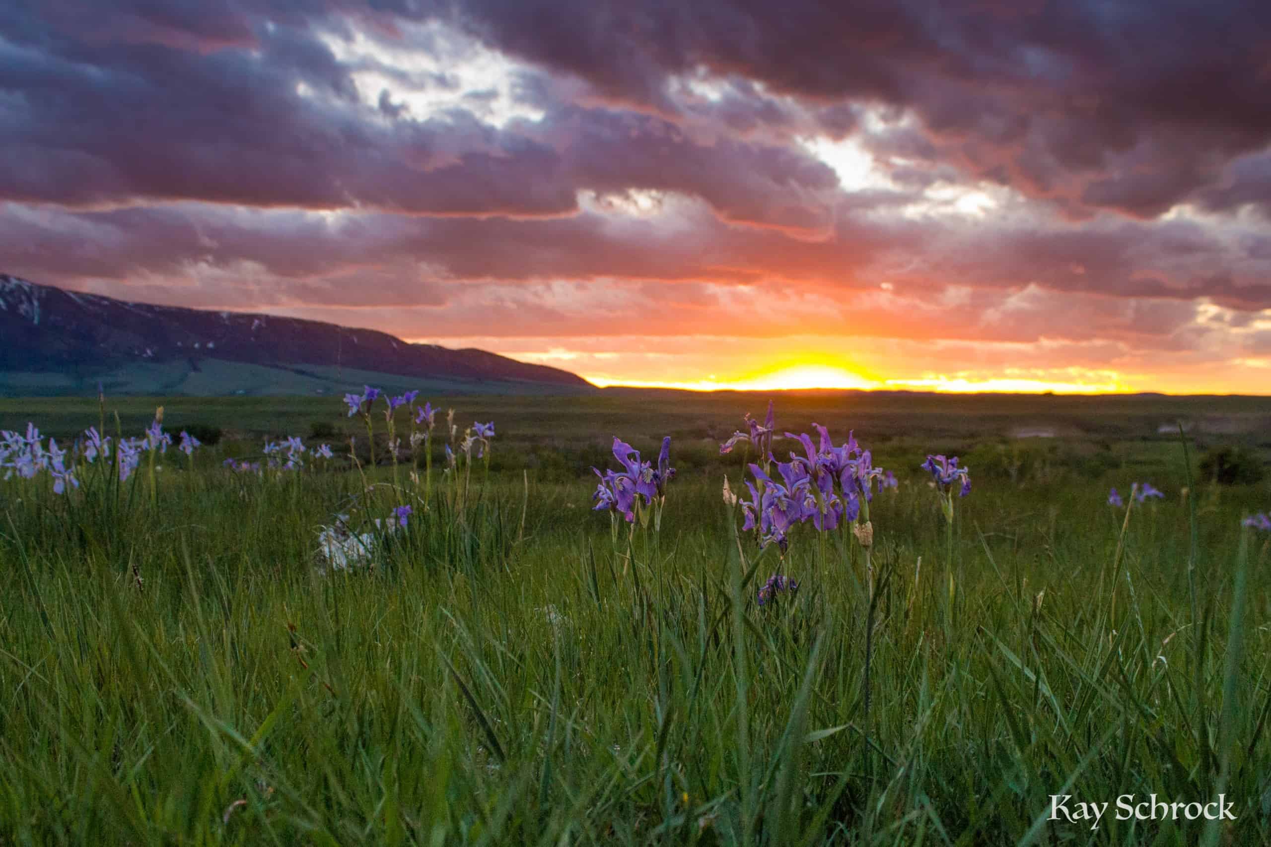 Sunsets and wild iris.