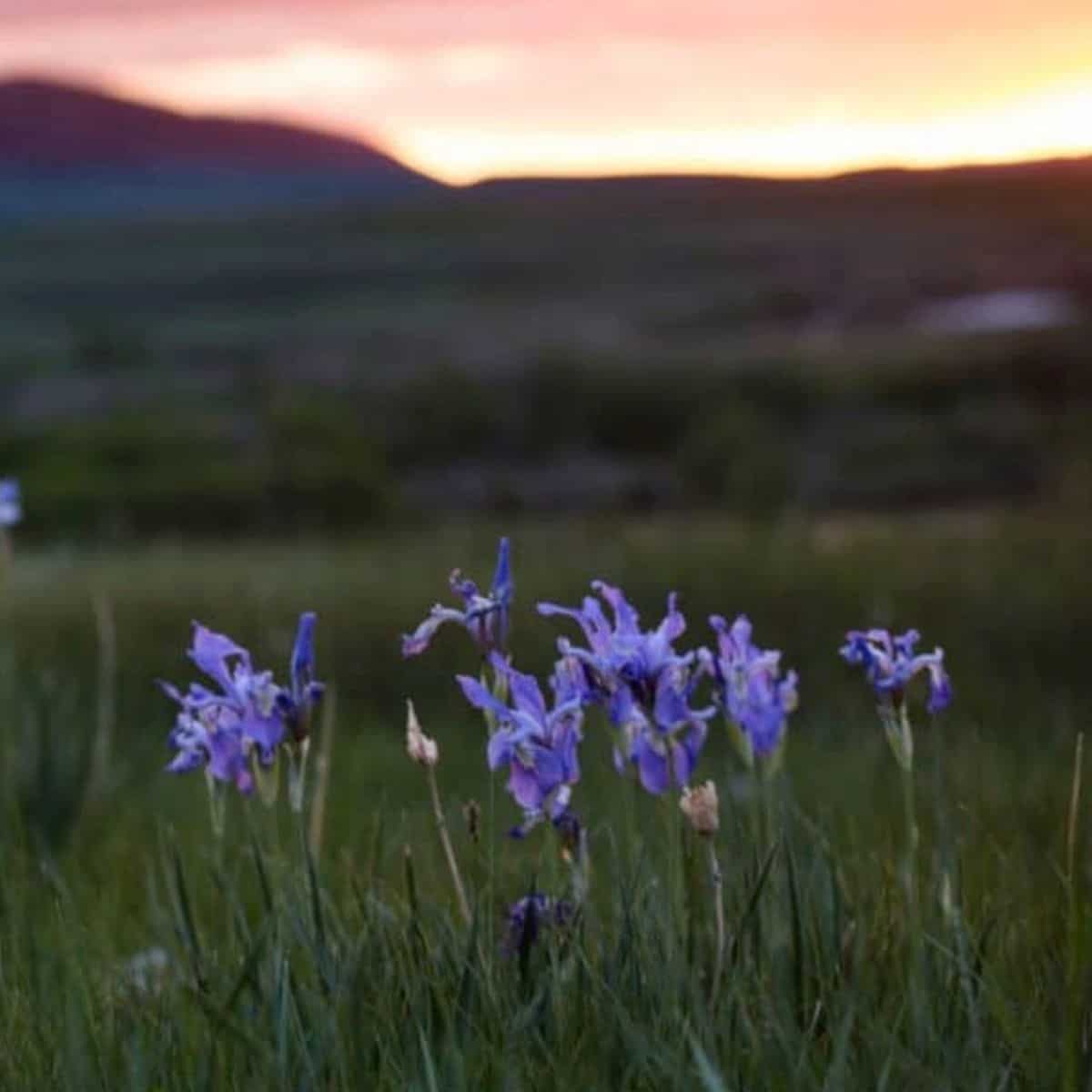 wild iris