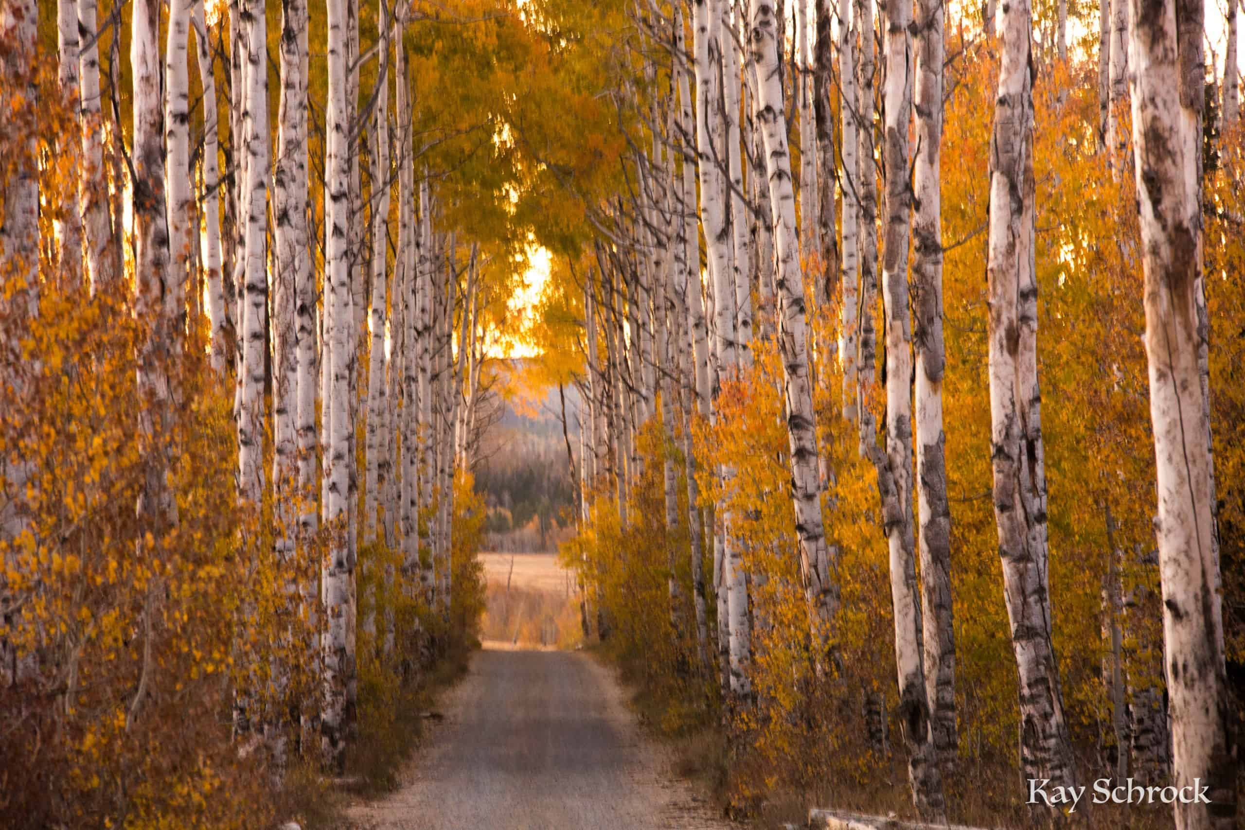 Aspen Alley WY sierra madres