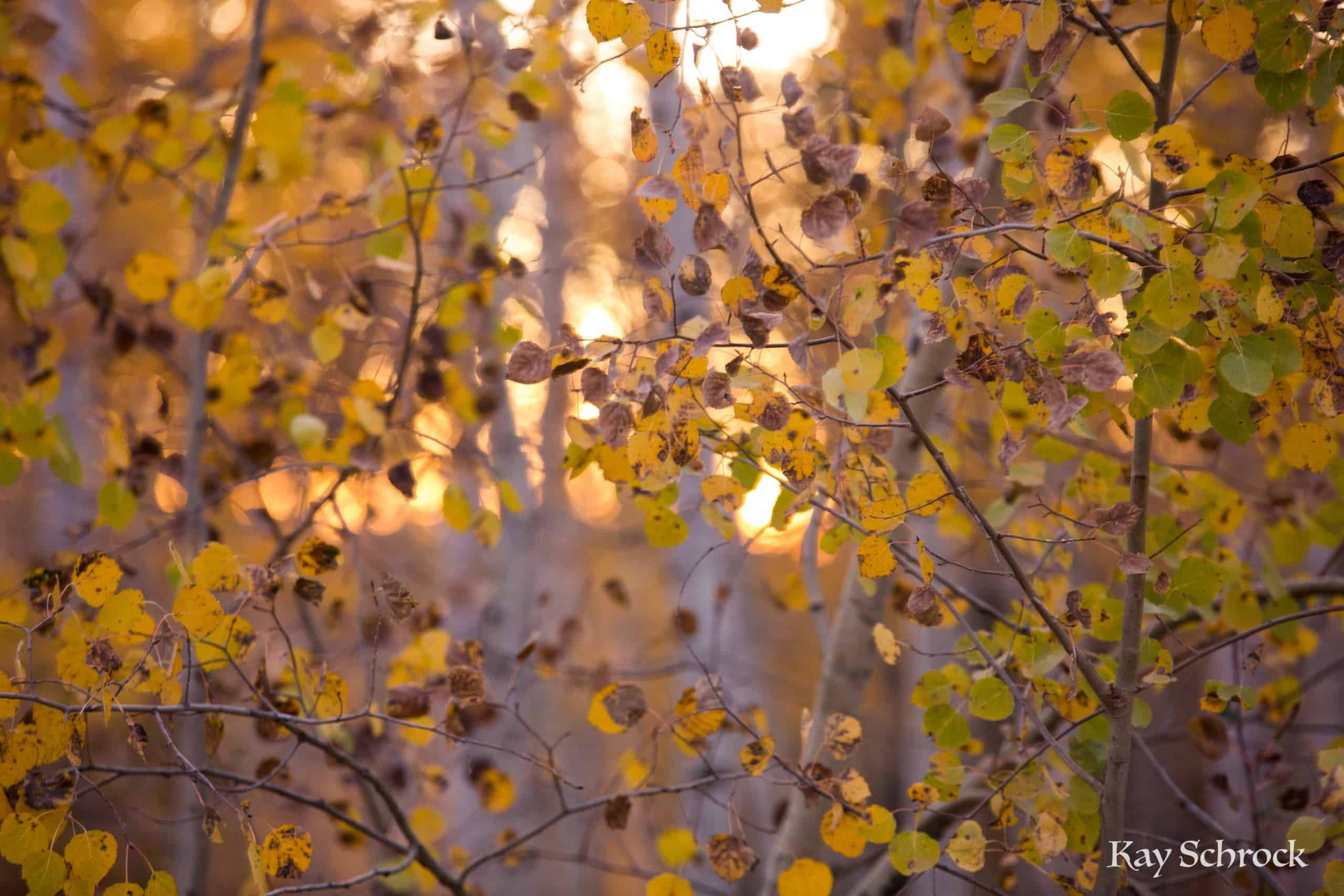 Aspen Alley WY sierra madres