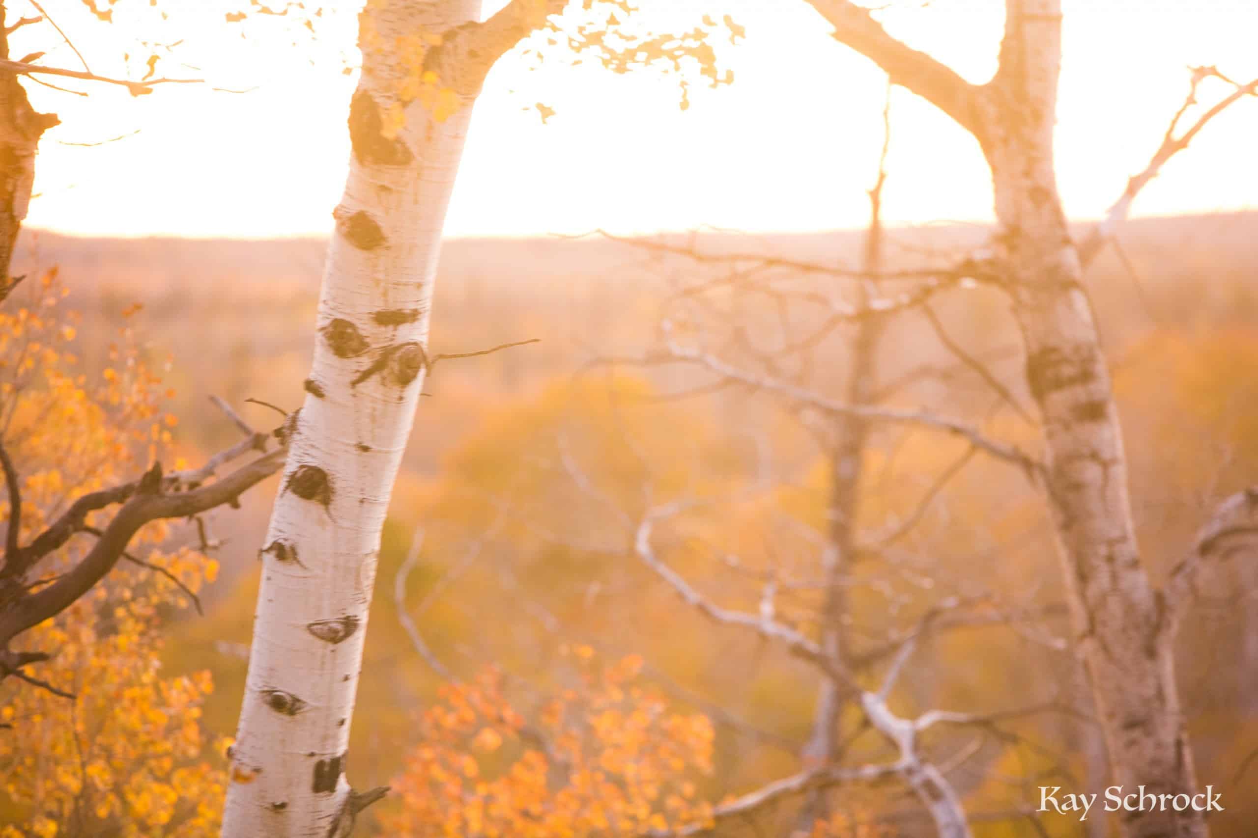 Aspen Alley WY sierra madres