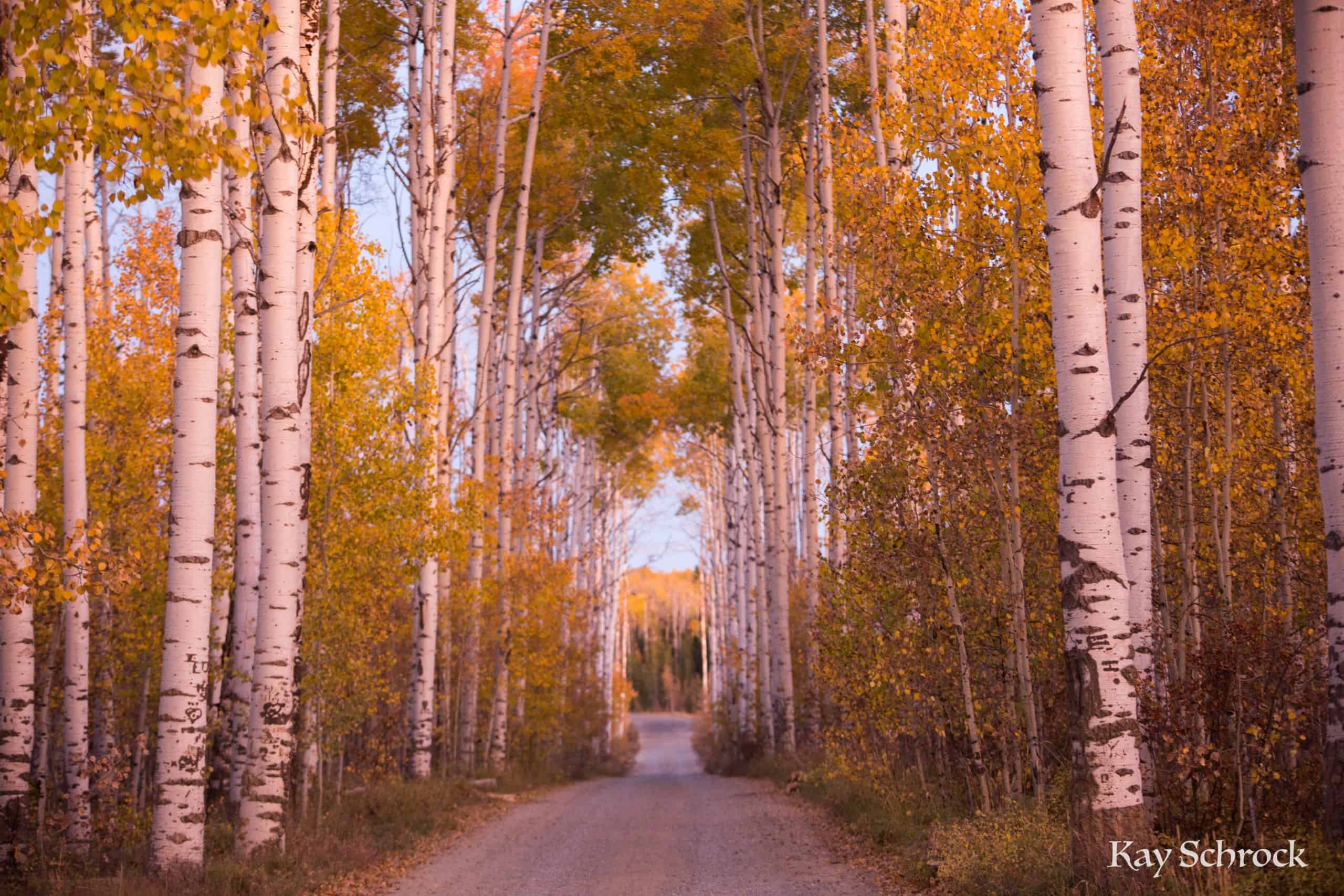Aspen Alley WY sierra madres