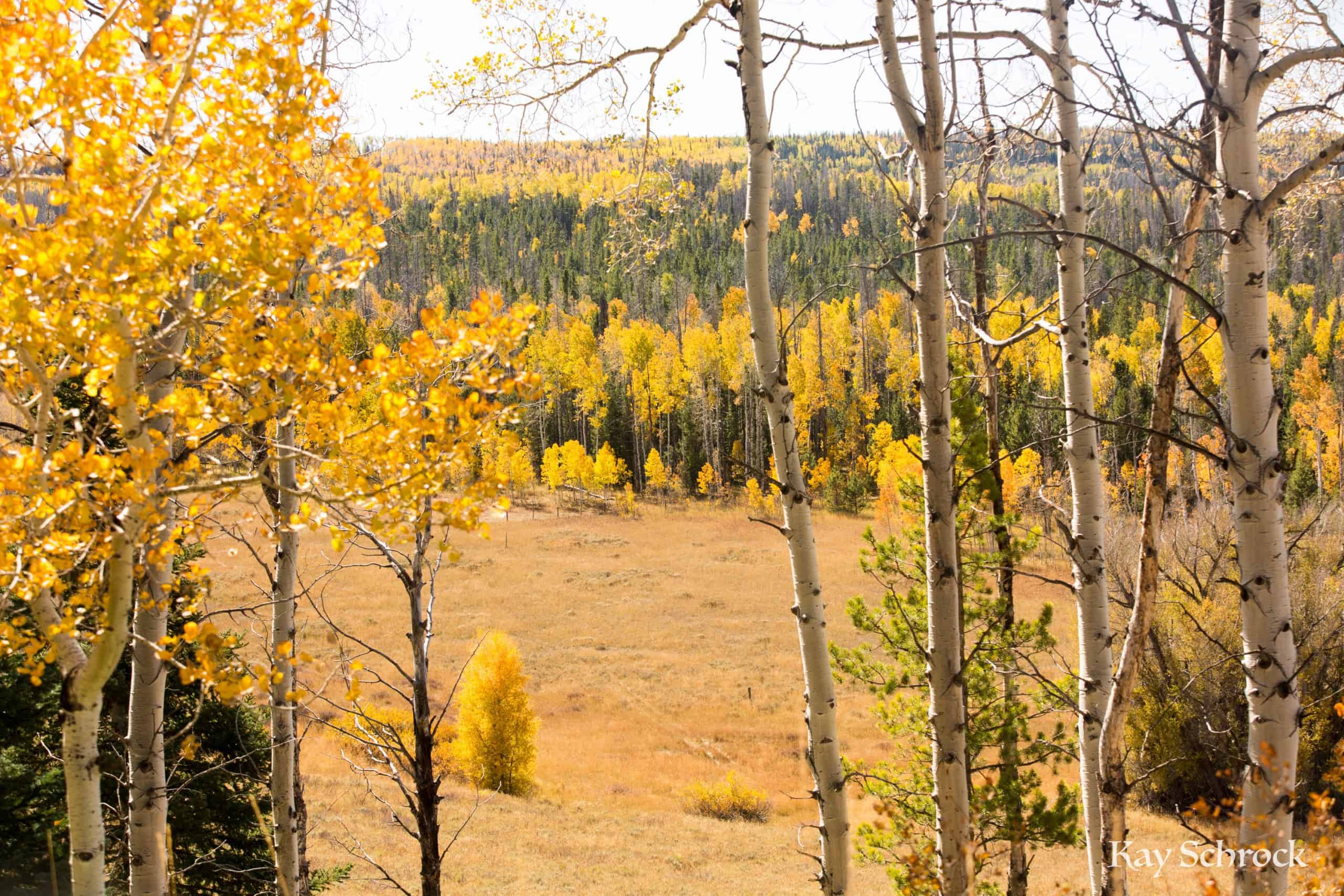 Aspen Alley WY sierra madres