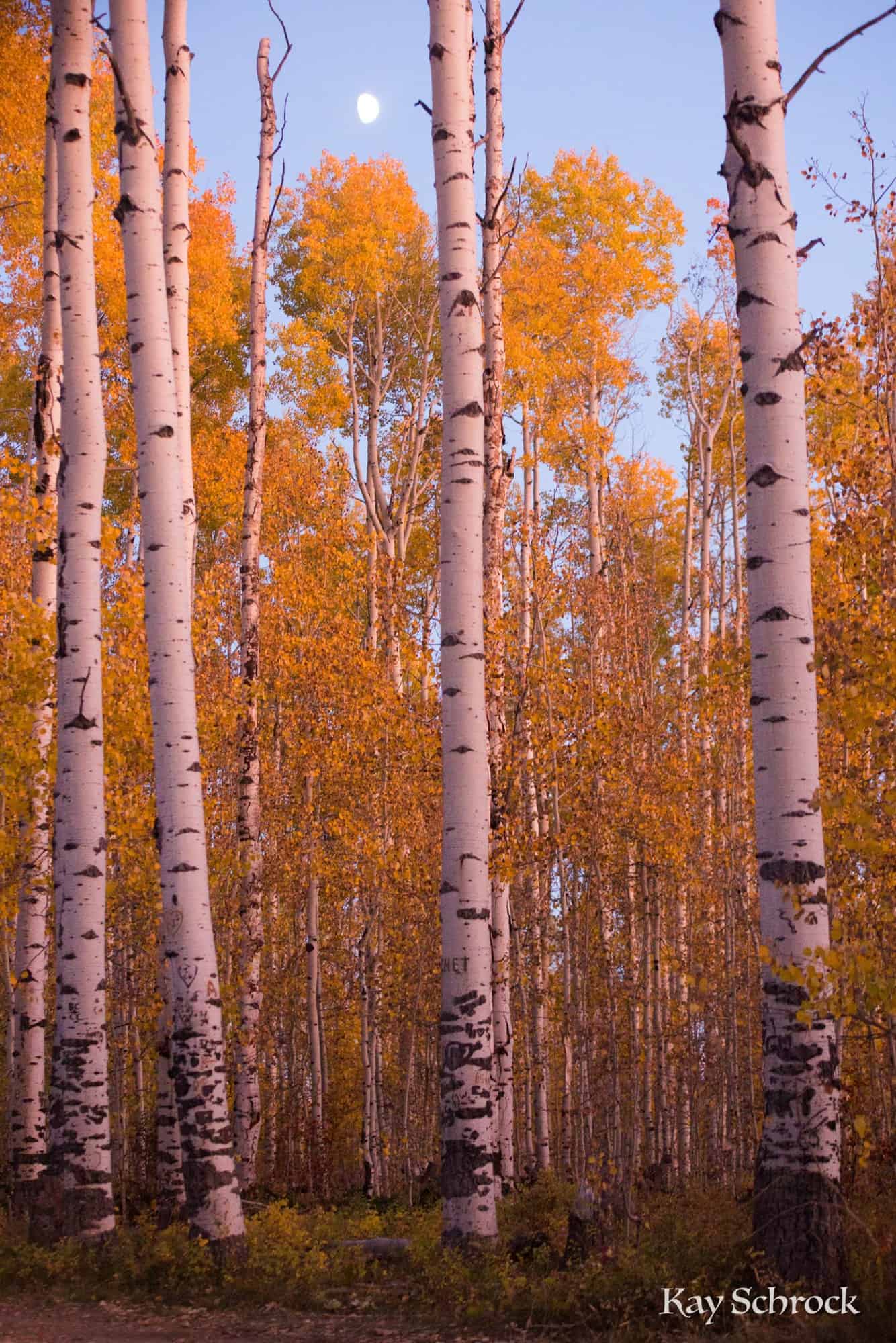 Aspen Alley WY sierra madres