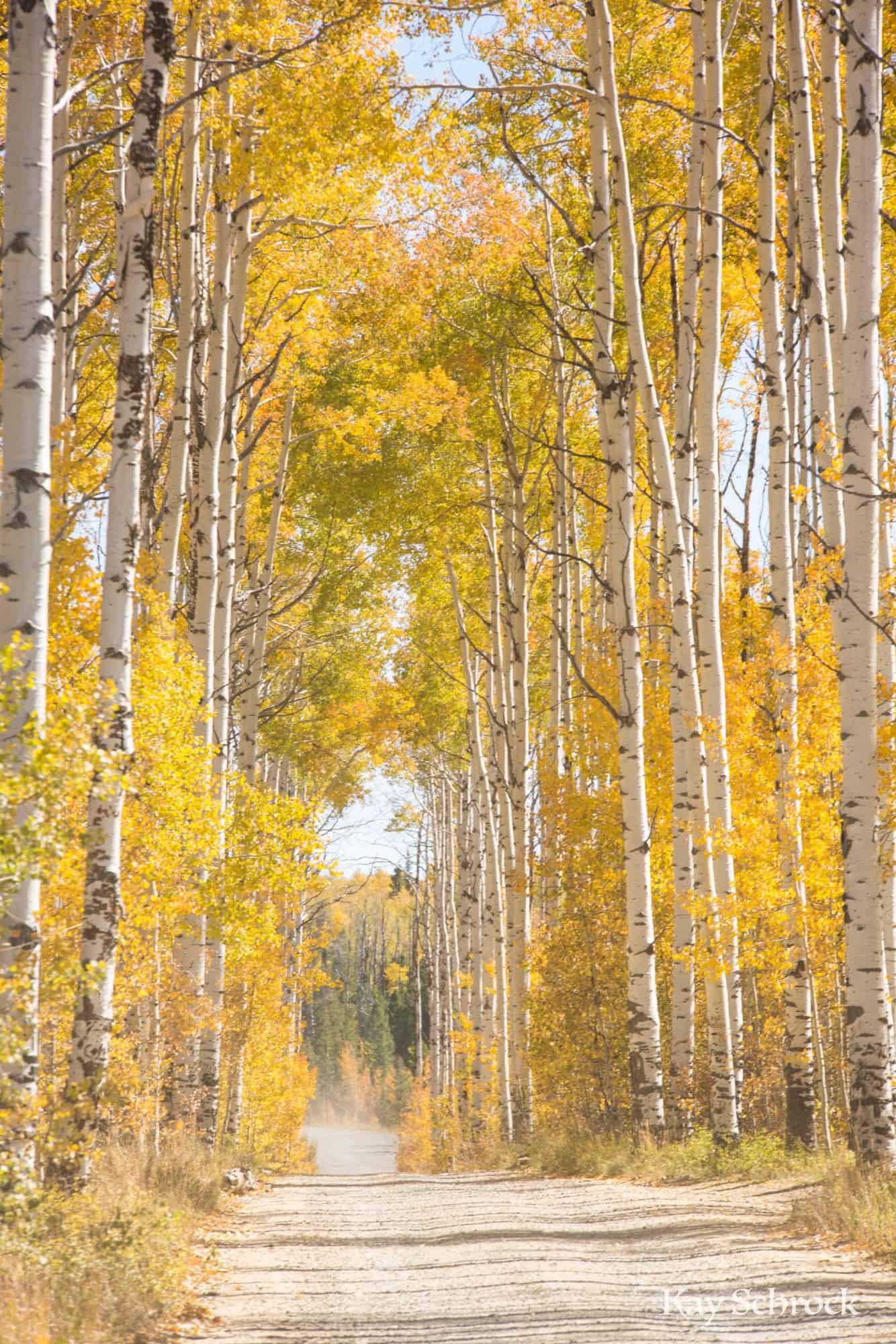 Aspen Alley WY sierra madres