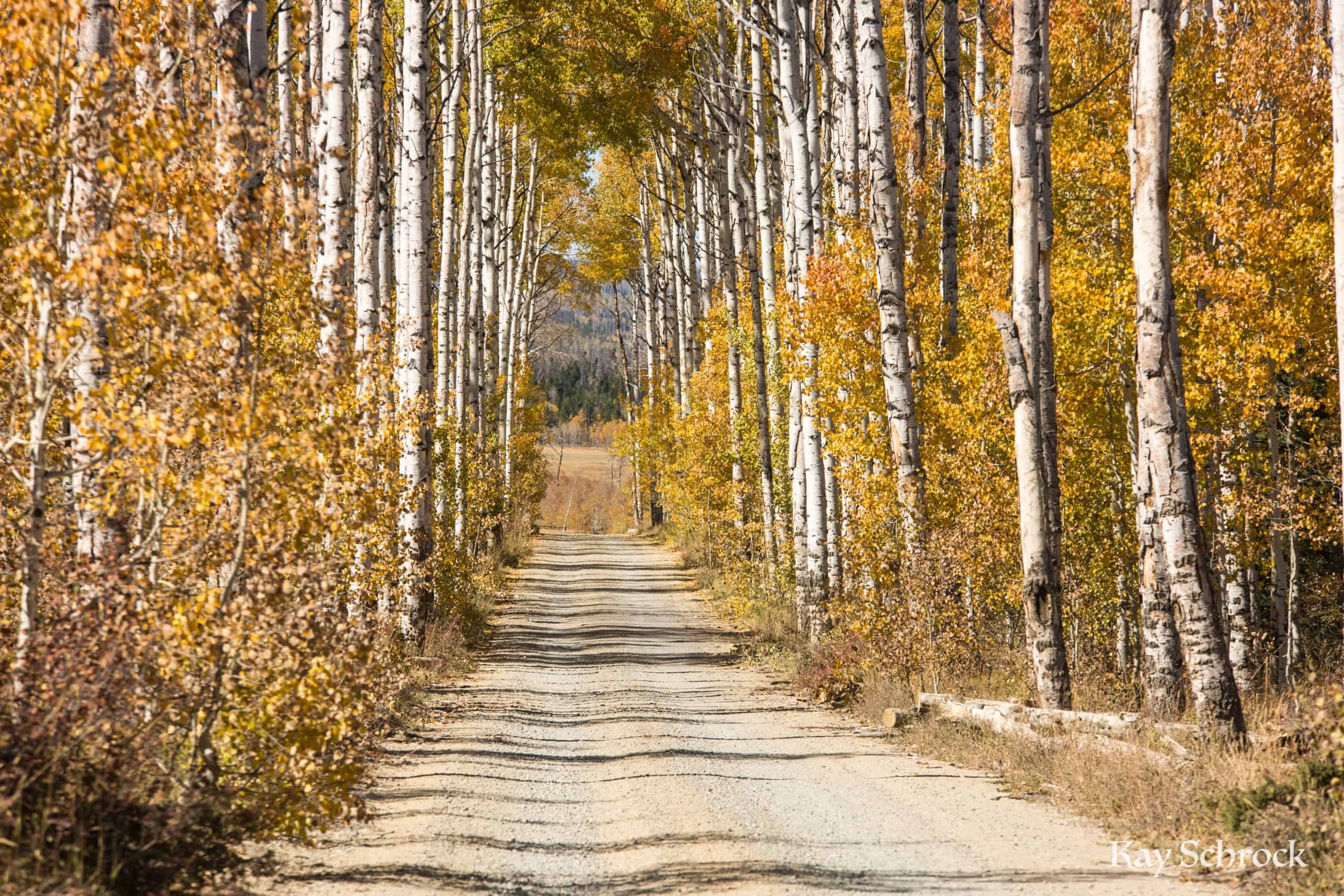 Aspen Alley WY sierra madres