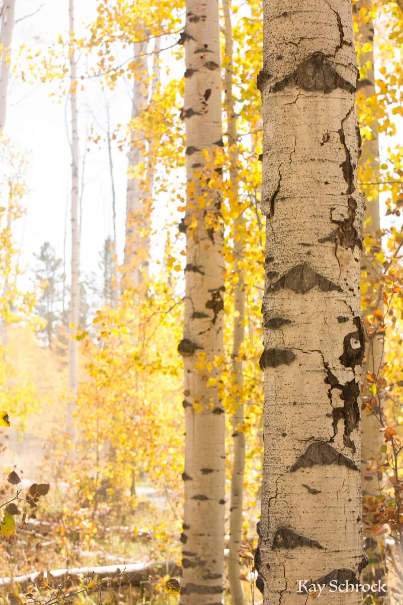 Aspen Alley WY sierra madres