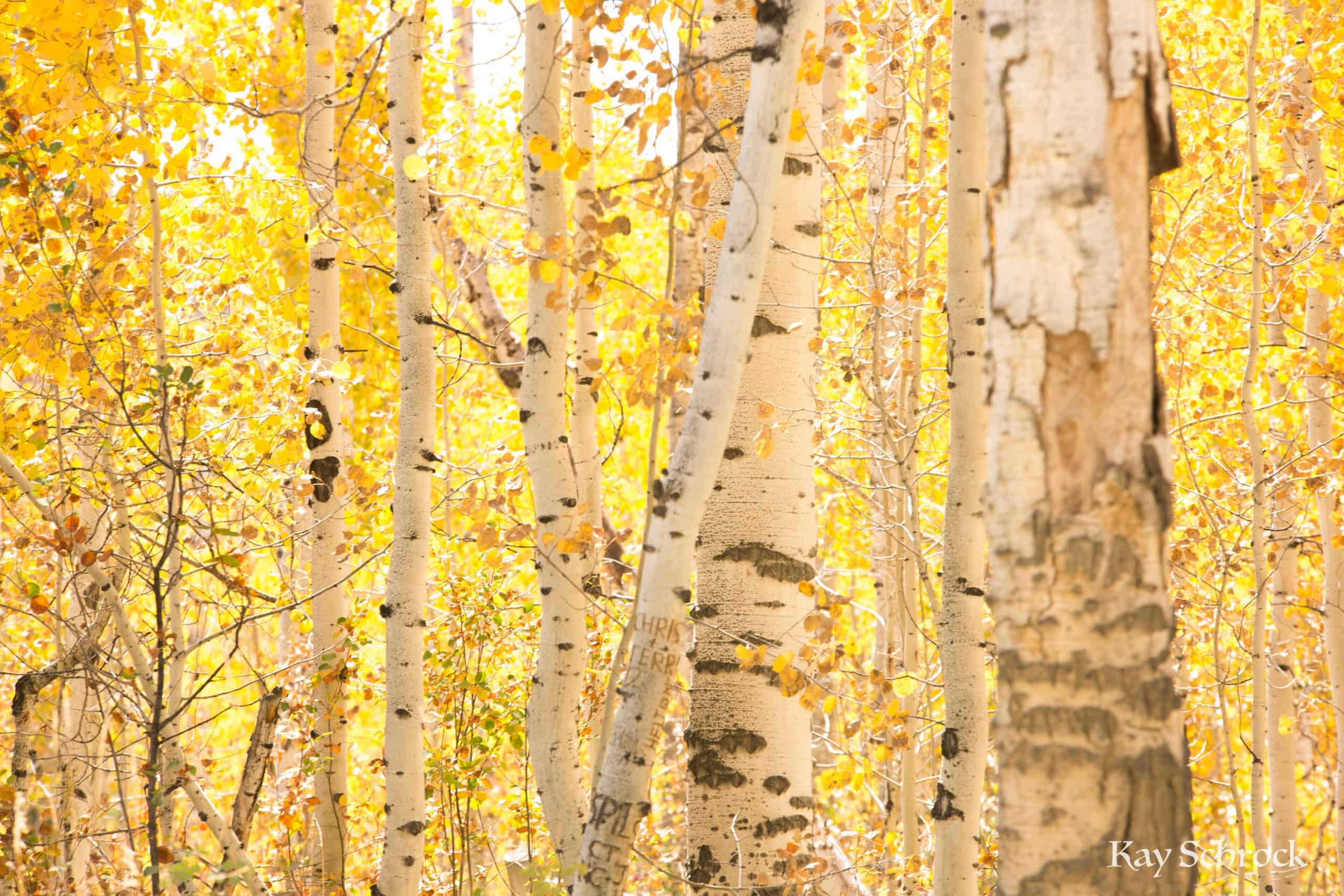 Aspen Alley WY sierra madres