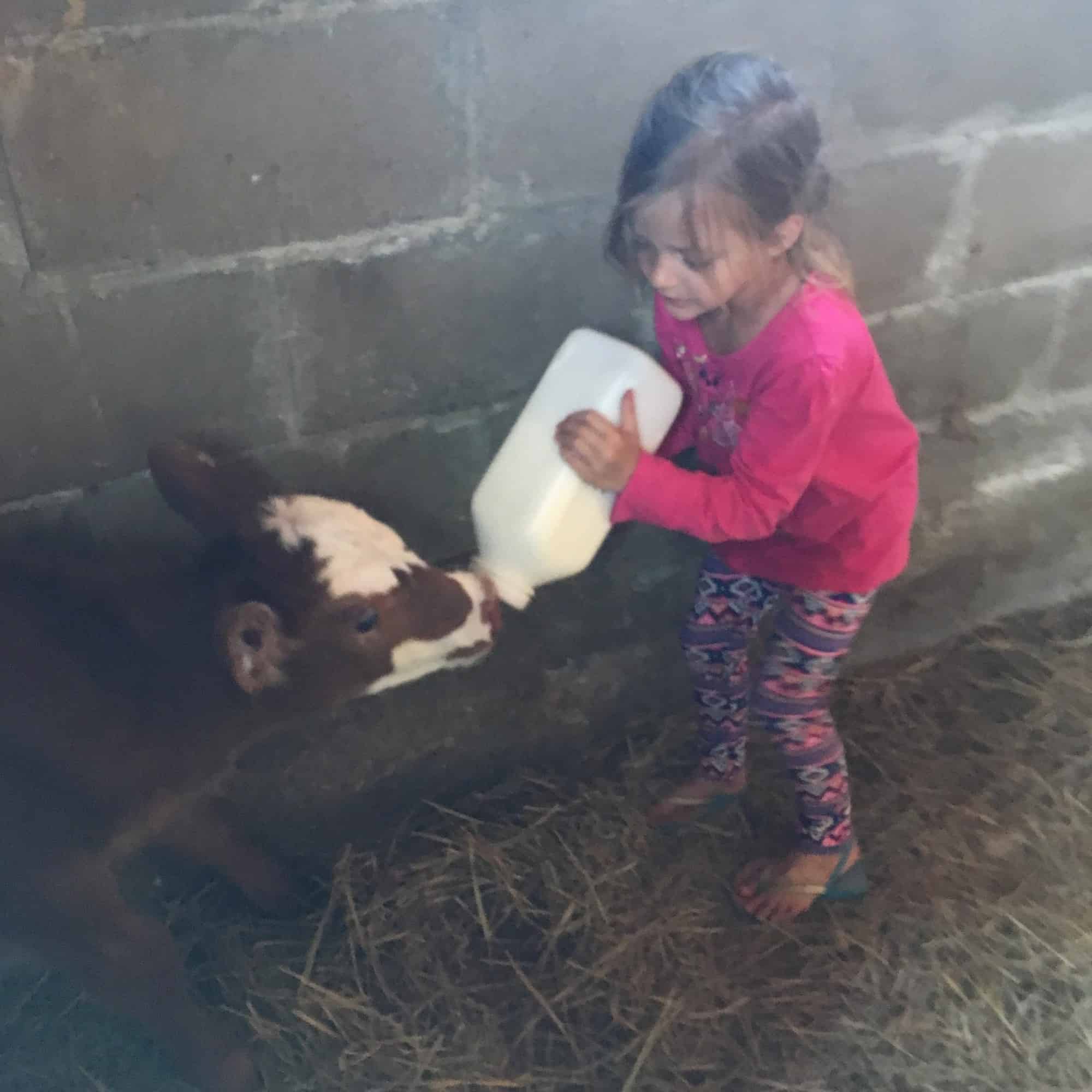 girl feeding a bottle calf