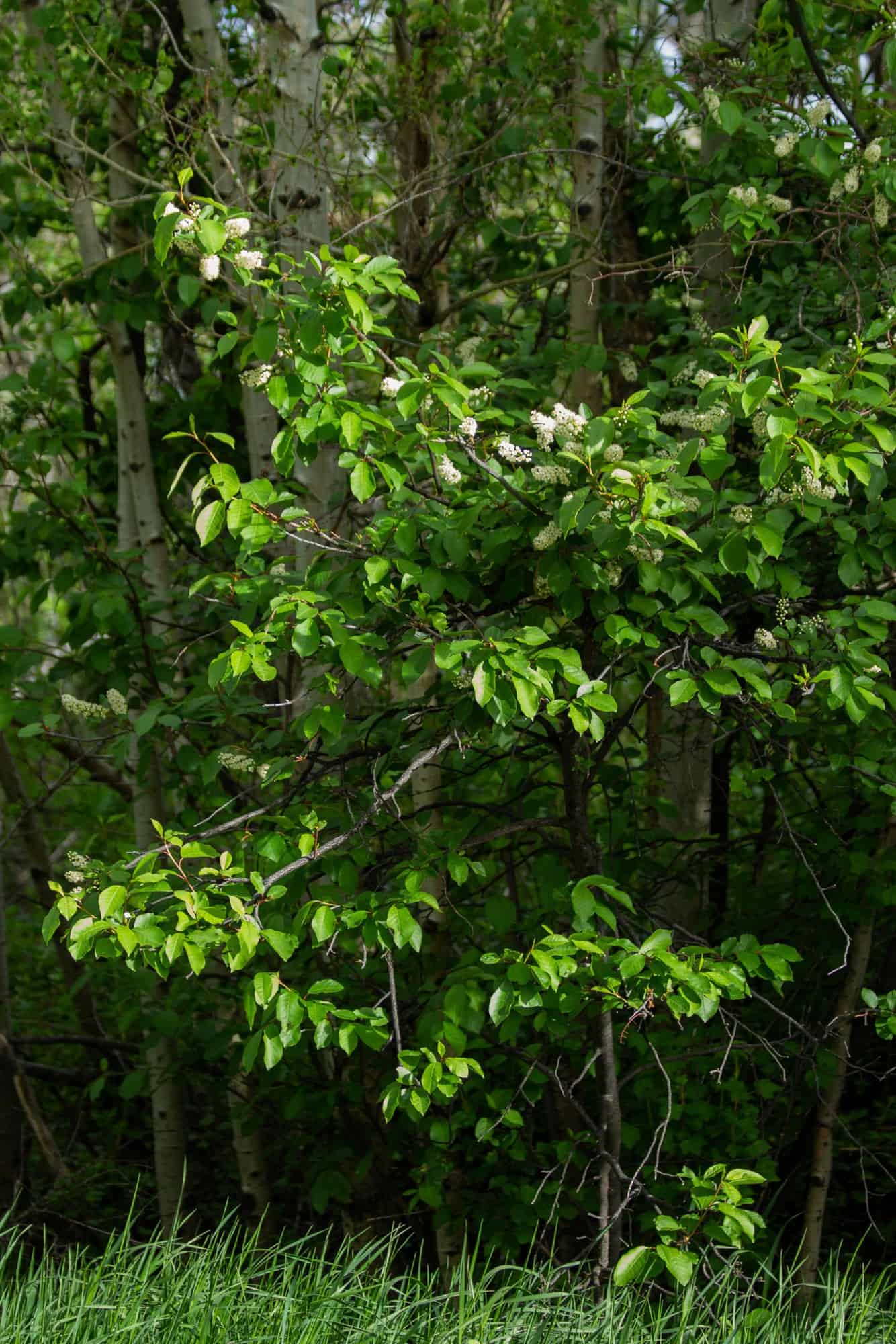 chokecherry tree in bloom